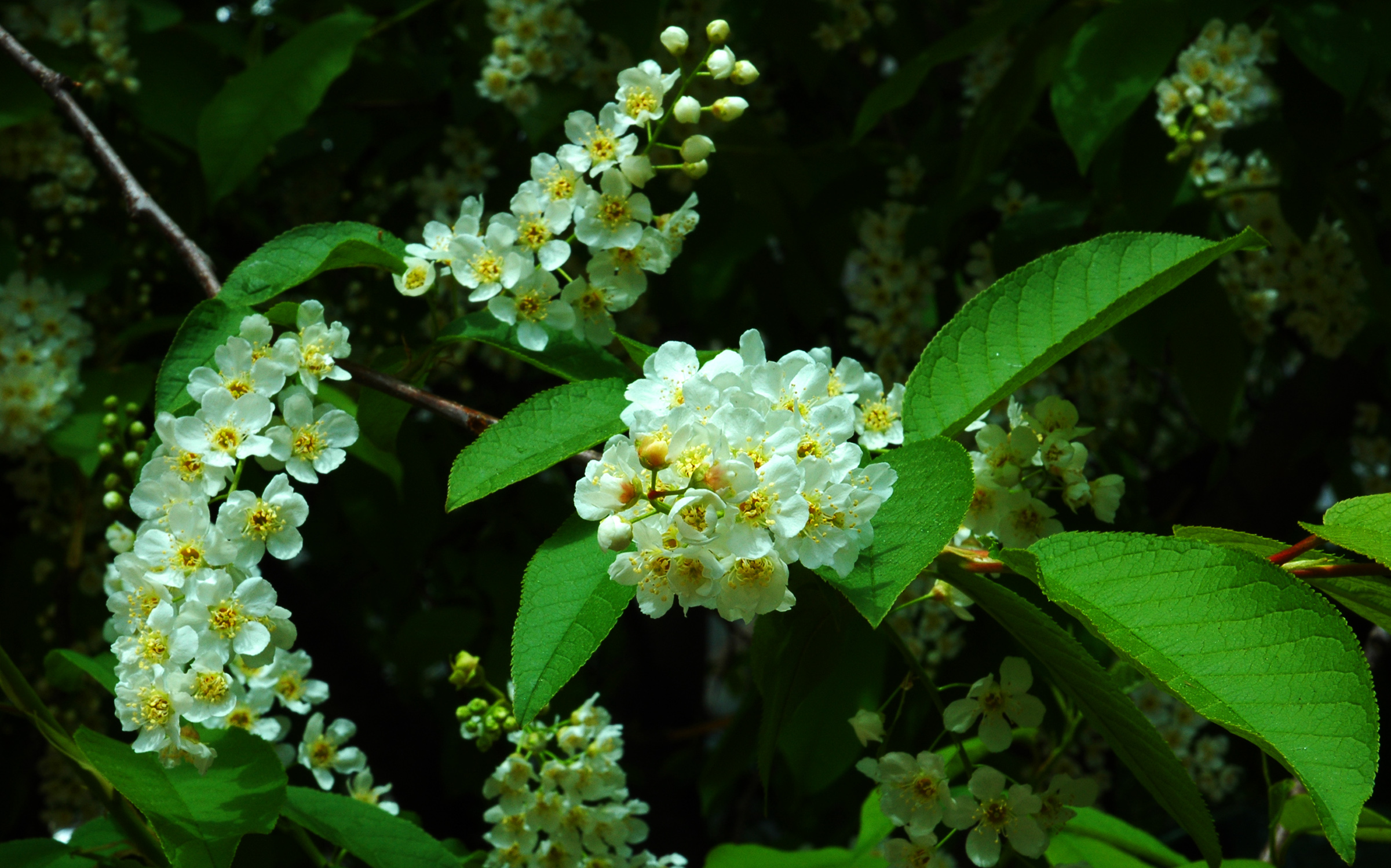 Laden Sie das Blumen, Blume, Blatt, Blüte, Weiße Blume, Erde/natur-Bild kostenlos auf Ihren PC-Desktop herunter