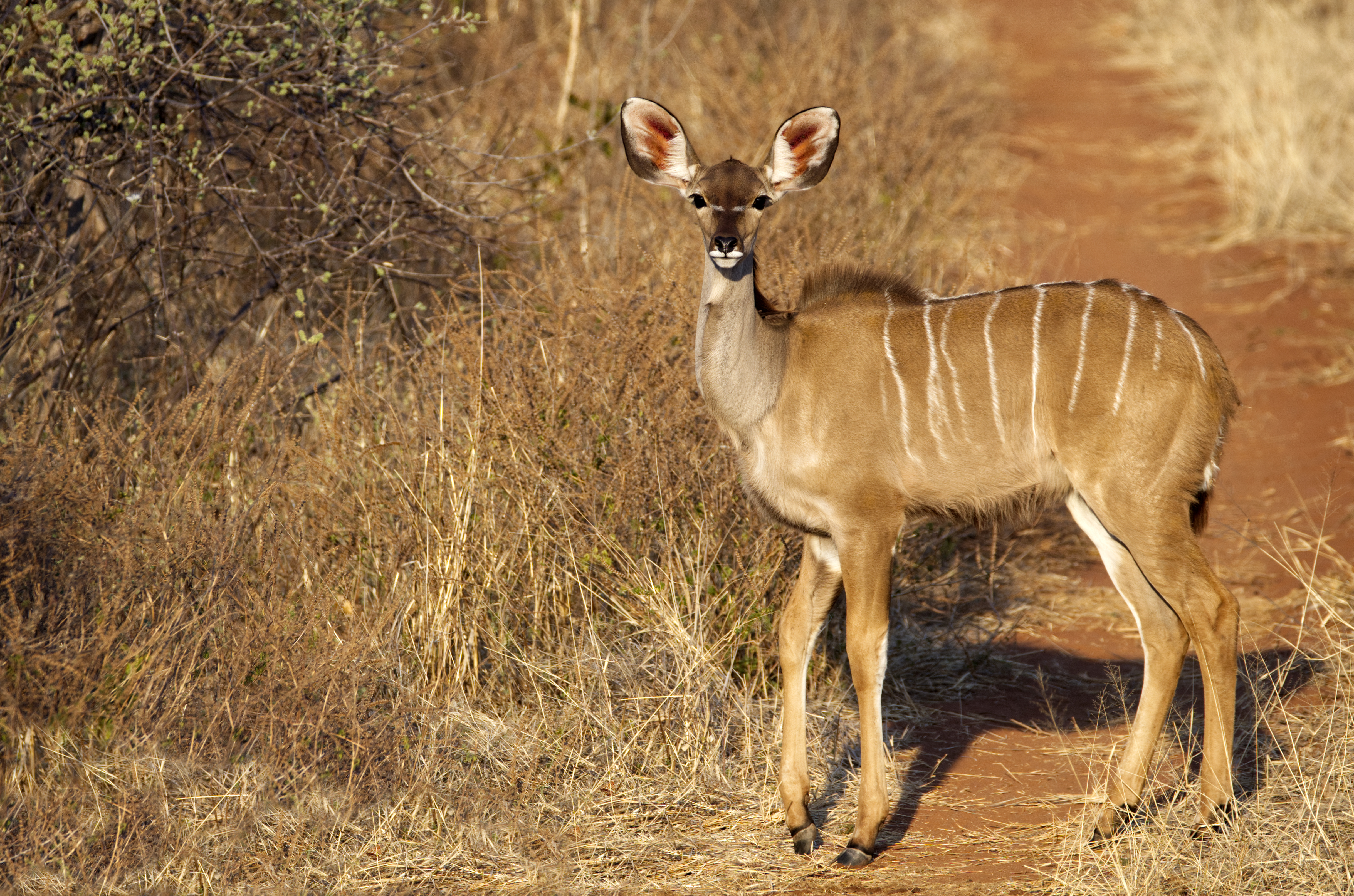 979894 Hintergrundbild herunterladen tiere, kudu, afrika, antilope - Bildschirmschoner und Bilder kostenlos