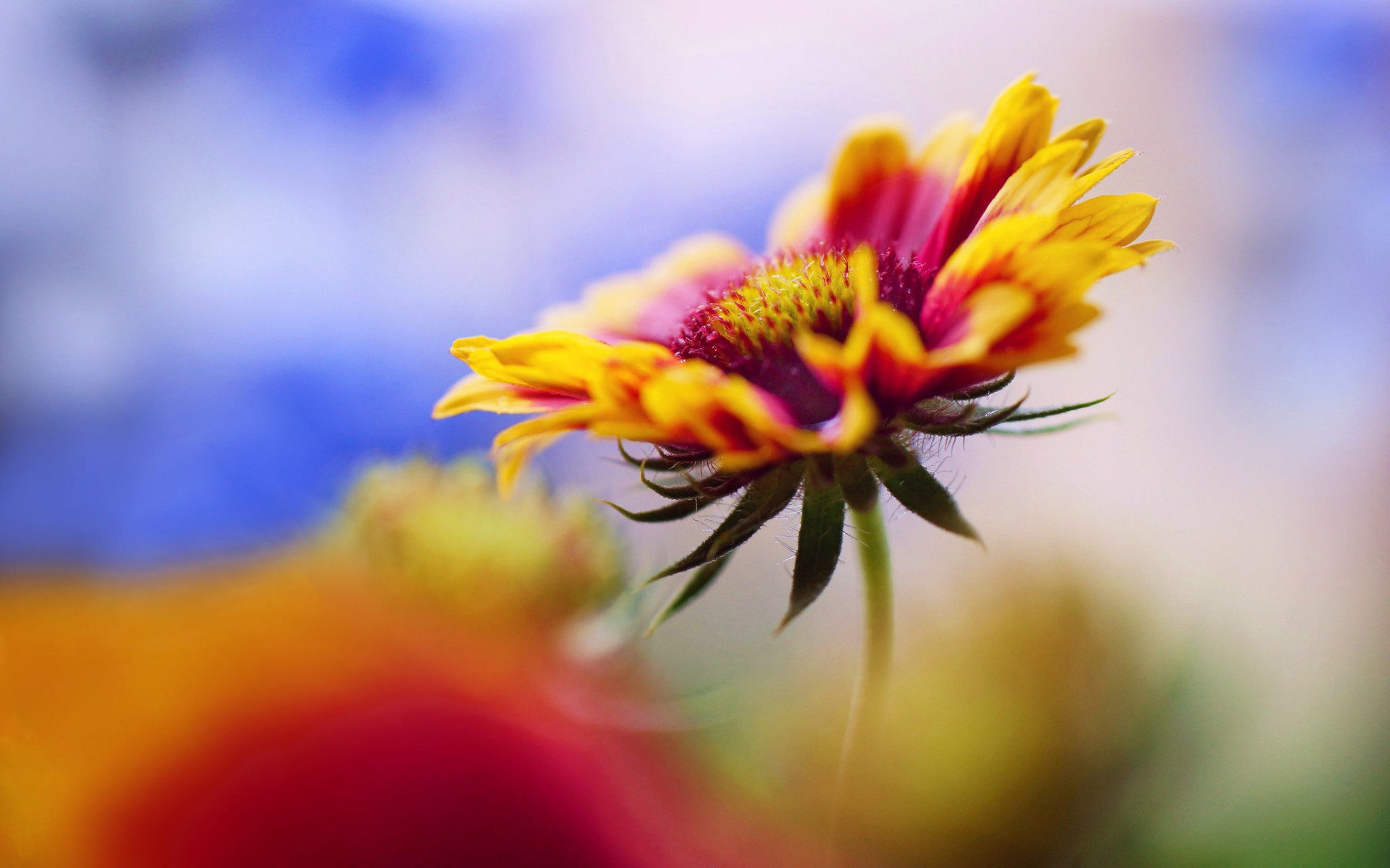 Descarga gratuita de fondo de pantalla para móvil de Flores, Flor, Tierra/naturaleza.