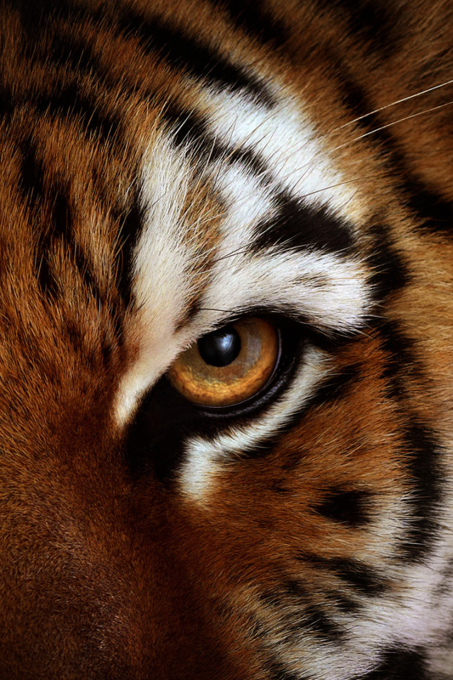 Download mobile wallpaper Cats, Tiger, Animal for free.