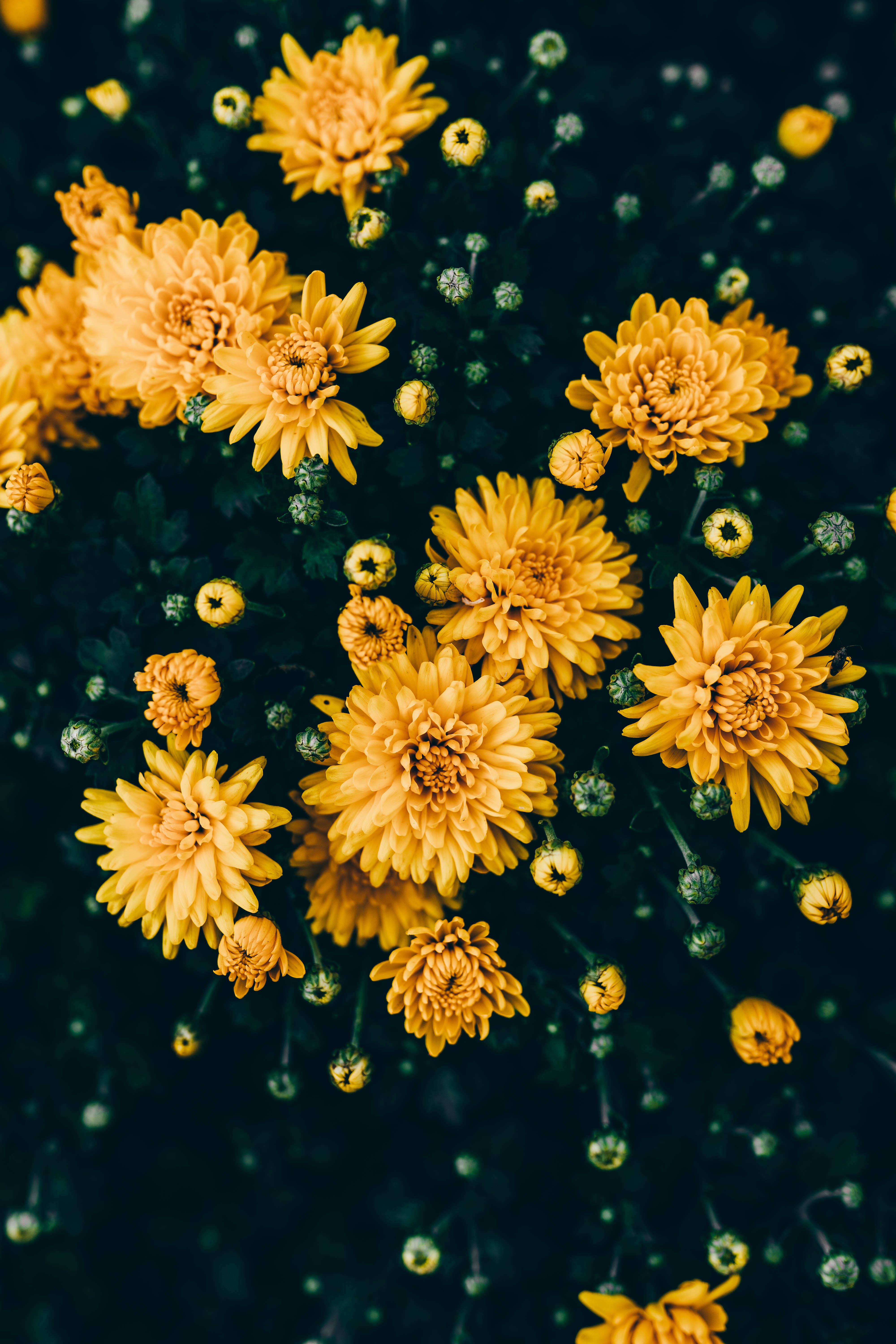 Download mobile wallpaper Bloom, Chrysanthemum, Flowers, Flowering, Plant for free.