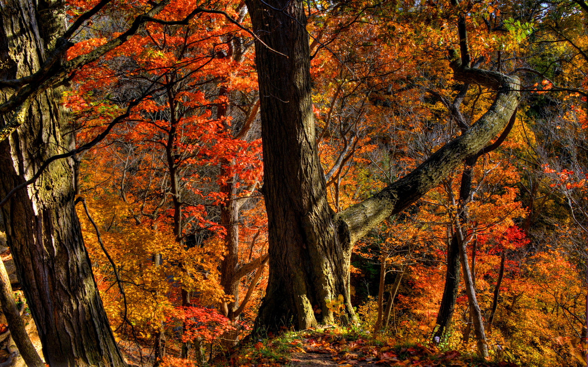 無料モバイル壁紙木, 秋, 森, 地球をダウンロードします。