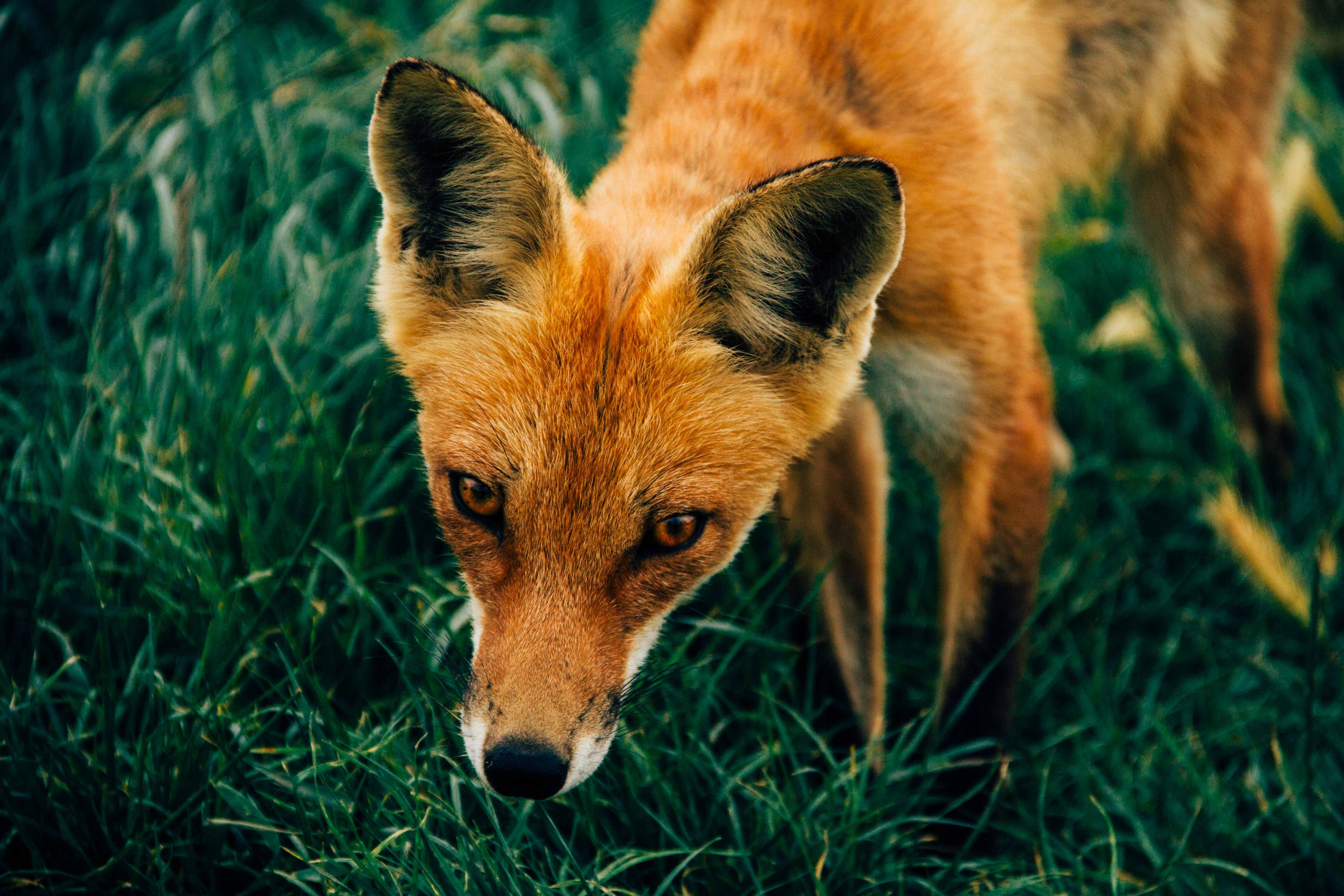 Free download wallpaper Animals, Grass, Muzzle, Fox on your PC desktop