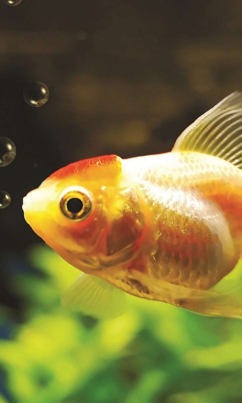 Download mobile wallpaper Animal, Goldfish for free.