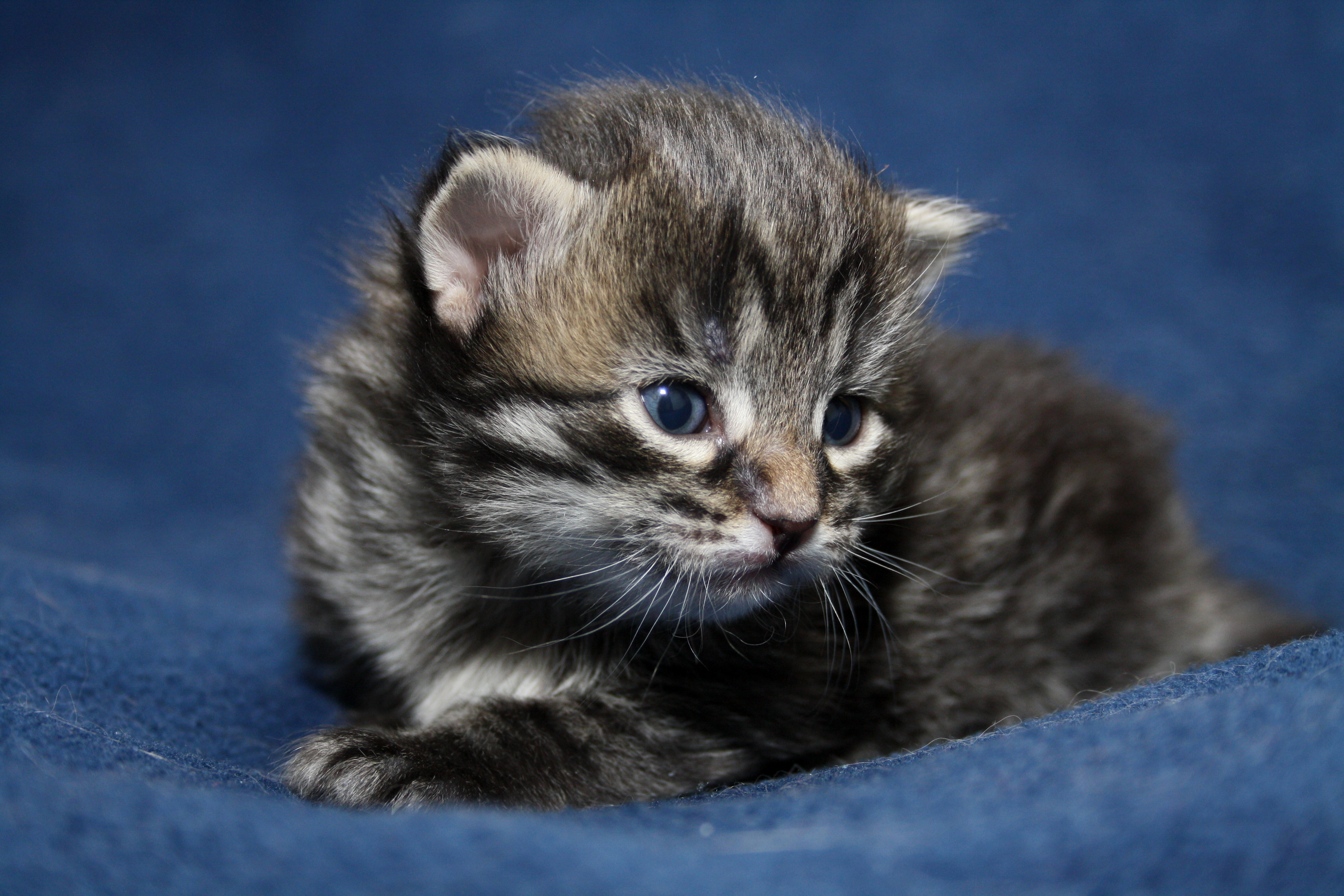 Baixe gratuitamente a imagem Animais, Gatos, Gato na área de trabalho do seu PC