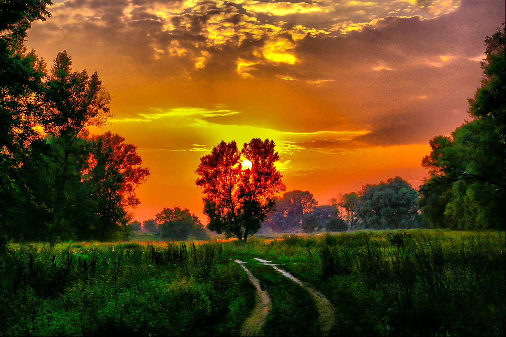 Download mobile wallpaper Sunset, Grass, Tree, Earth, Field, Path for free.