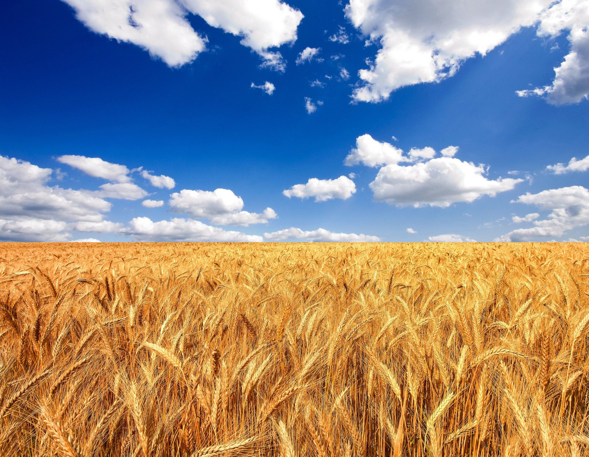 Скачать картинку Лето, Пшеница, Земля/природа в телефон бесплатно.