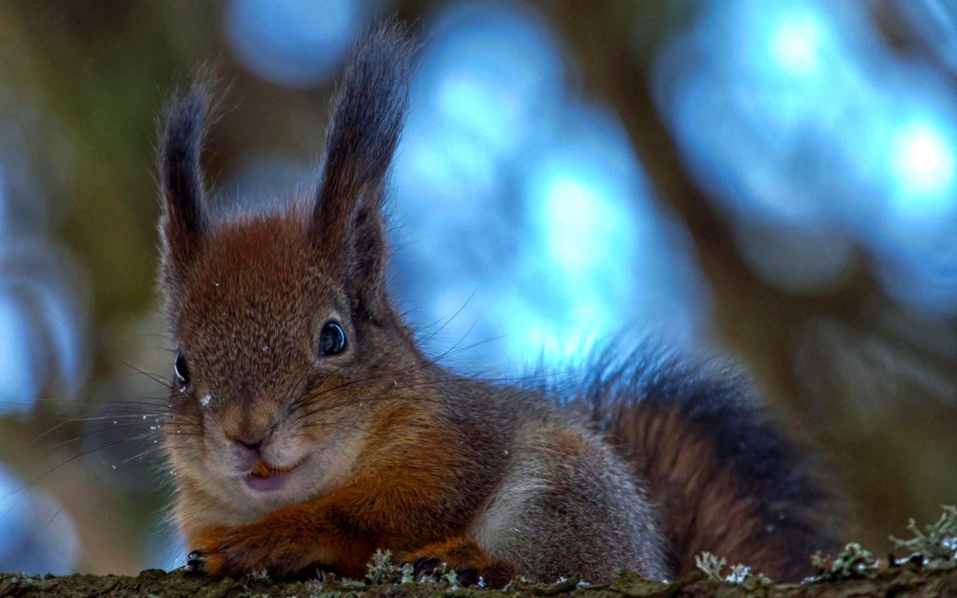 45756 télécharger l'image animaux, ecureuils - fonds d'écran et économiseurs d'écran gratuits