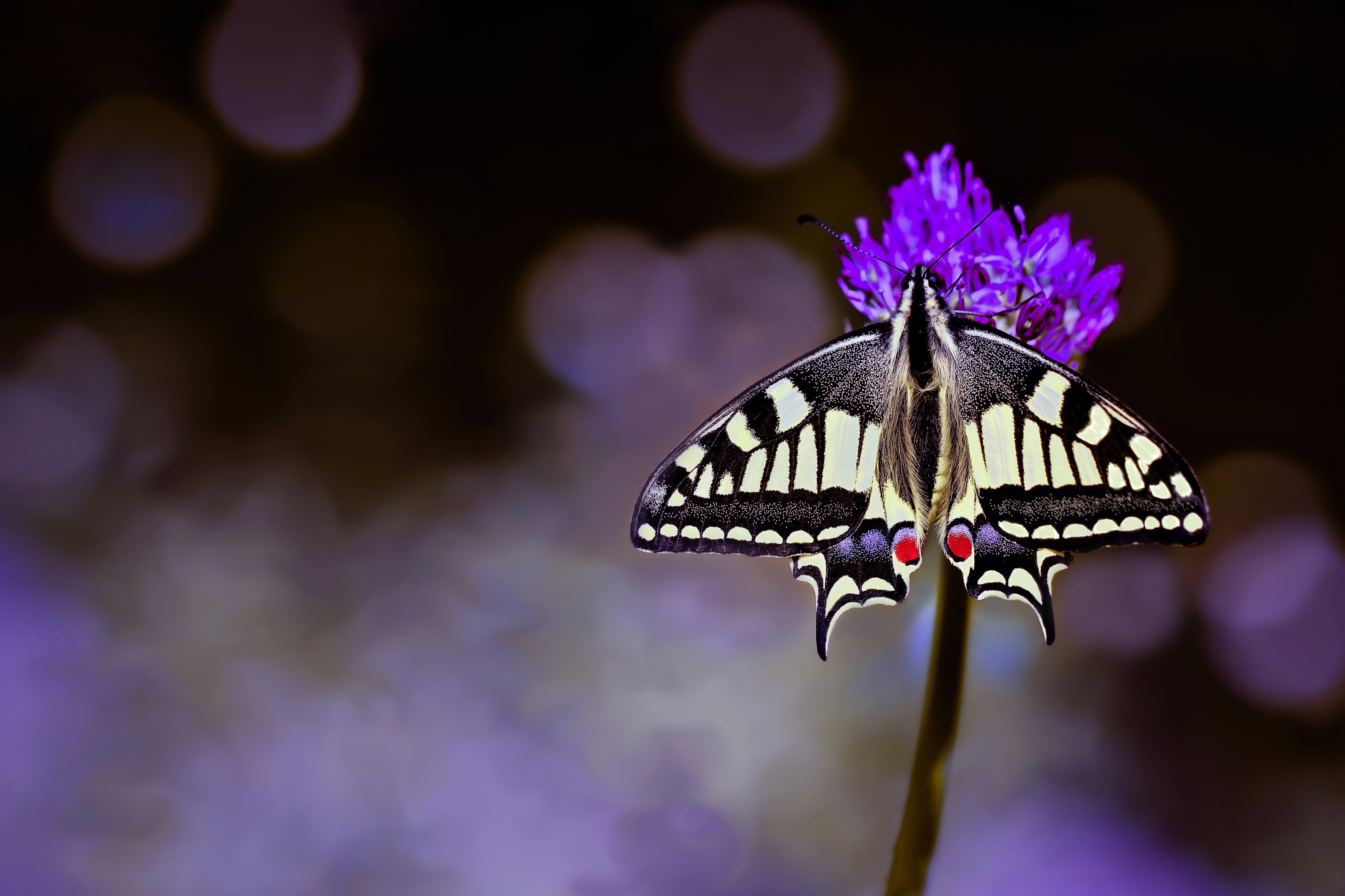 Download mobile wallpaper Insects, Flower, Macro, Insect, Butterfly, Animal, Swallowtail Butterfly for free.