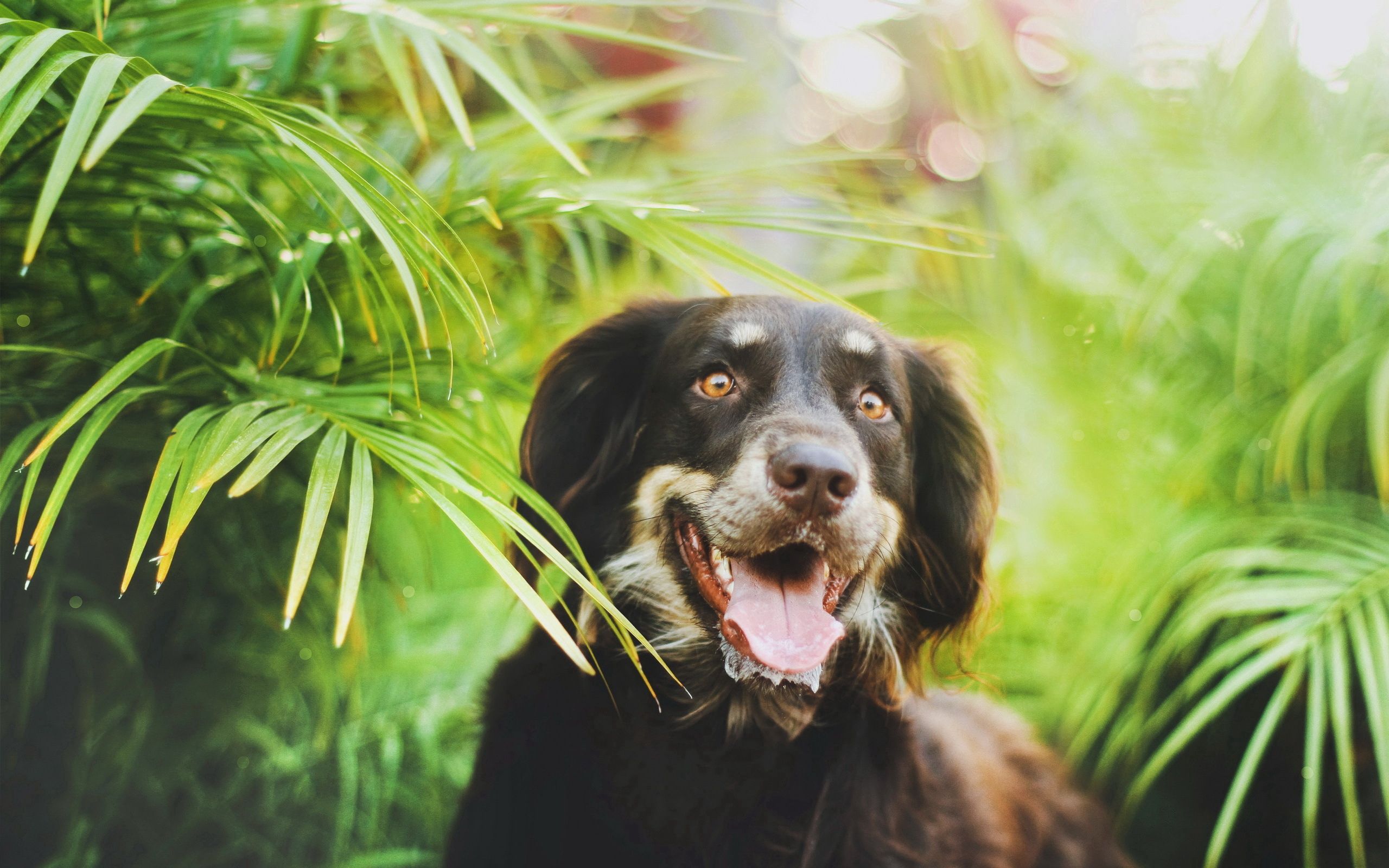 Download mobile wallpaper Dog, Muzzle, Animals, Leaves, Plant for free.