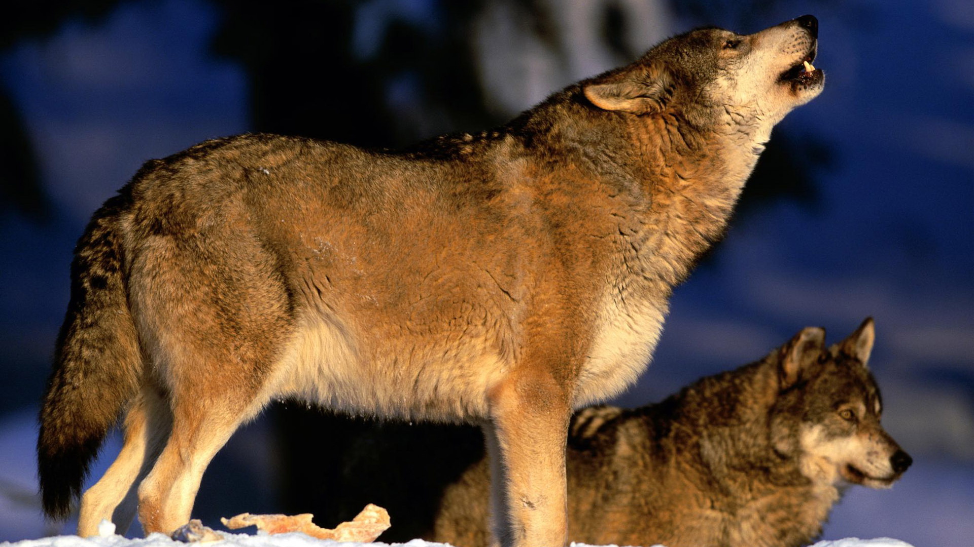 Descarga gratuita de fondo de pantalla para móvil de Animales, Lobo.