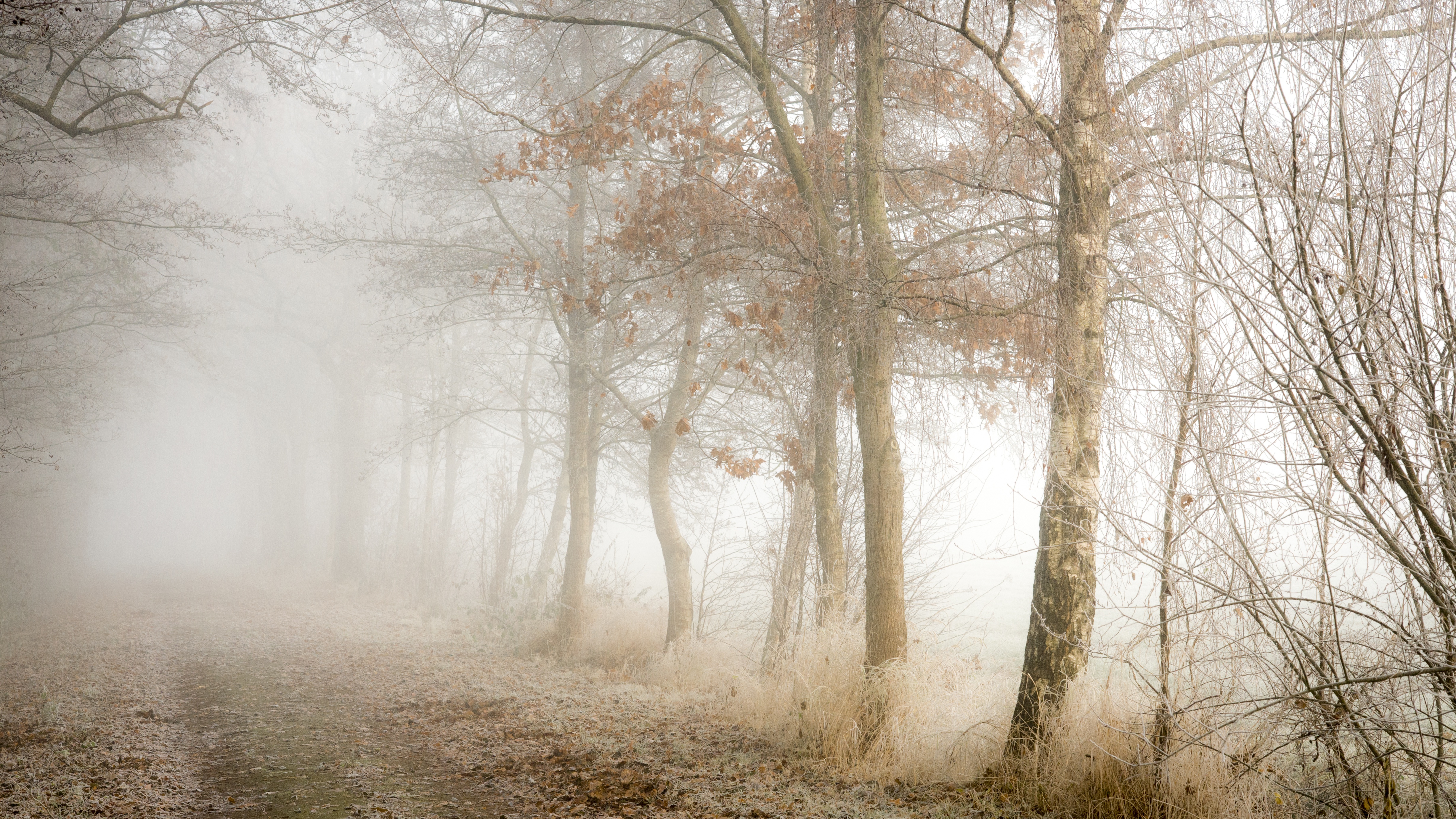 Free download wallpaper Nature, Tree, Fog, Fall, Earth, Path, Dirt Road on your PC desktop