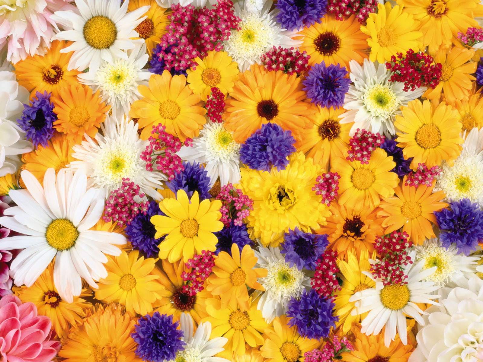 Baixe gratuitamente a imagem Flores, Flor, Colorido, Margarida, Dália, Flor Amarela, Flor Branca, Terra/natureza na área de trabalho do seu PC