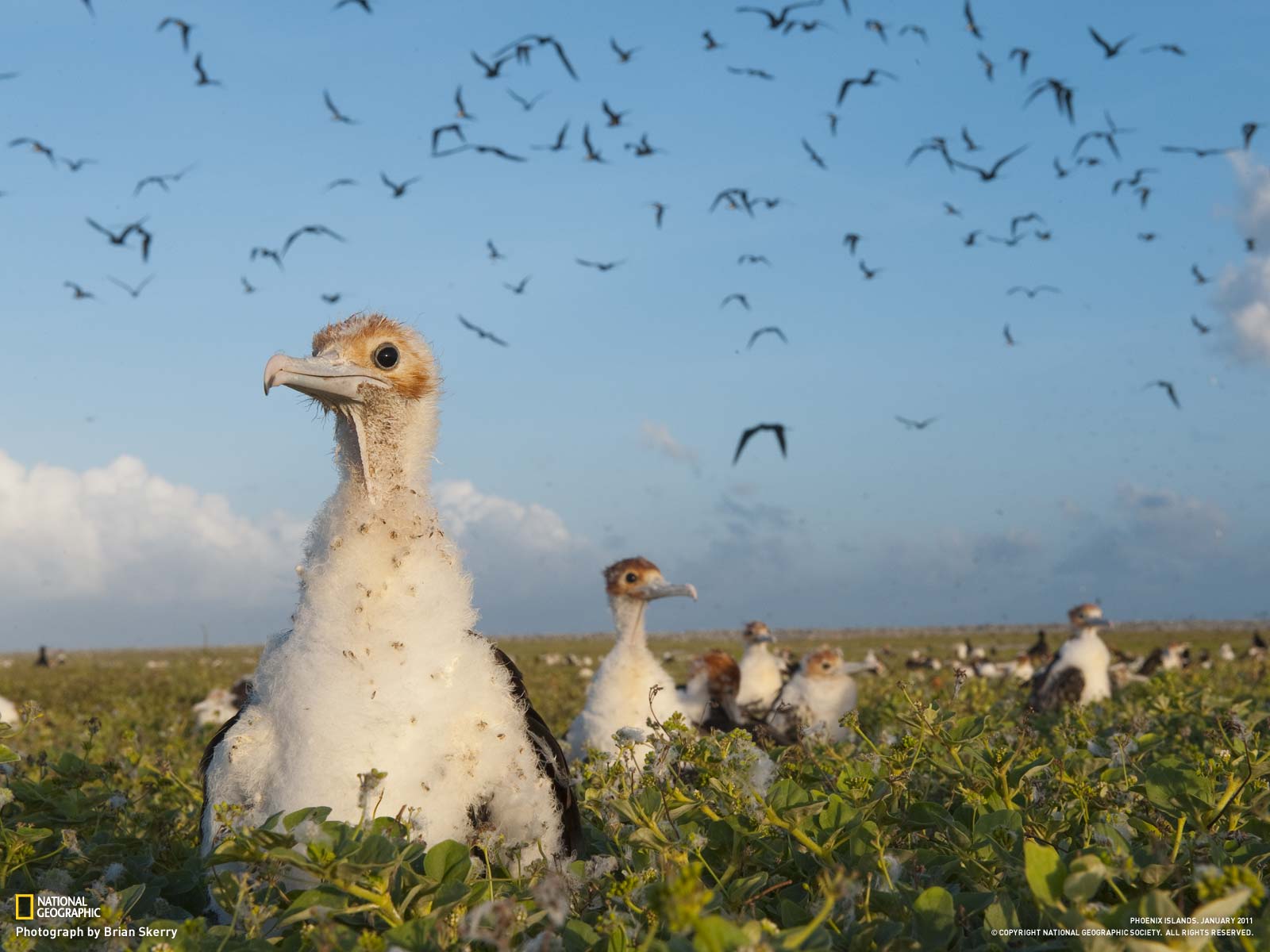 Téléchargez des papiers peints mobile Animaux, Oiseau, Des Oiseaux gratuitement.