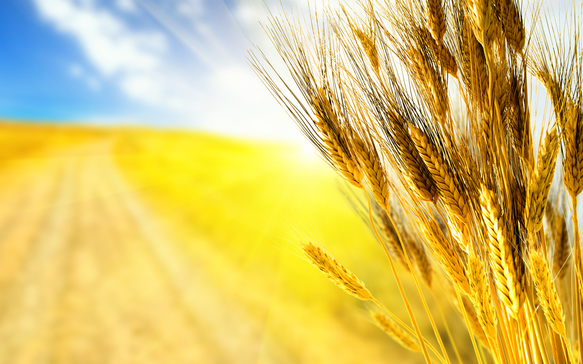 wheat, earth