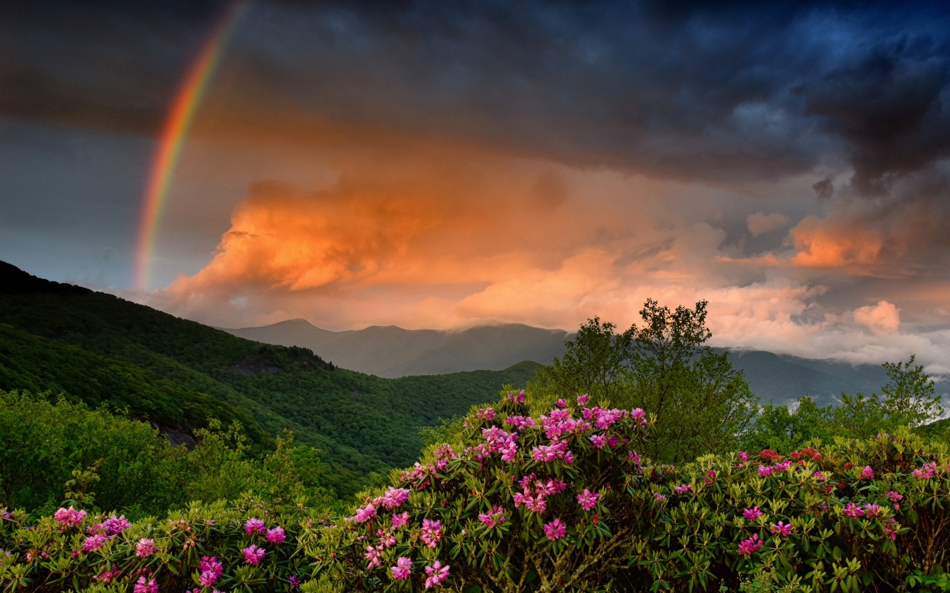 Laden Sie das Regenbogen, Blume, Wald, Gebirge, Wolke, Sonnenuntergang, Erde/natur-Bild kostenlos auf Ihren PC-Desktop herunter
