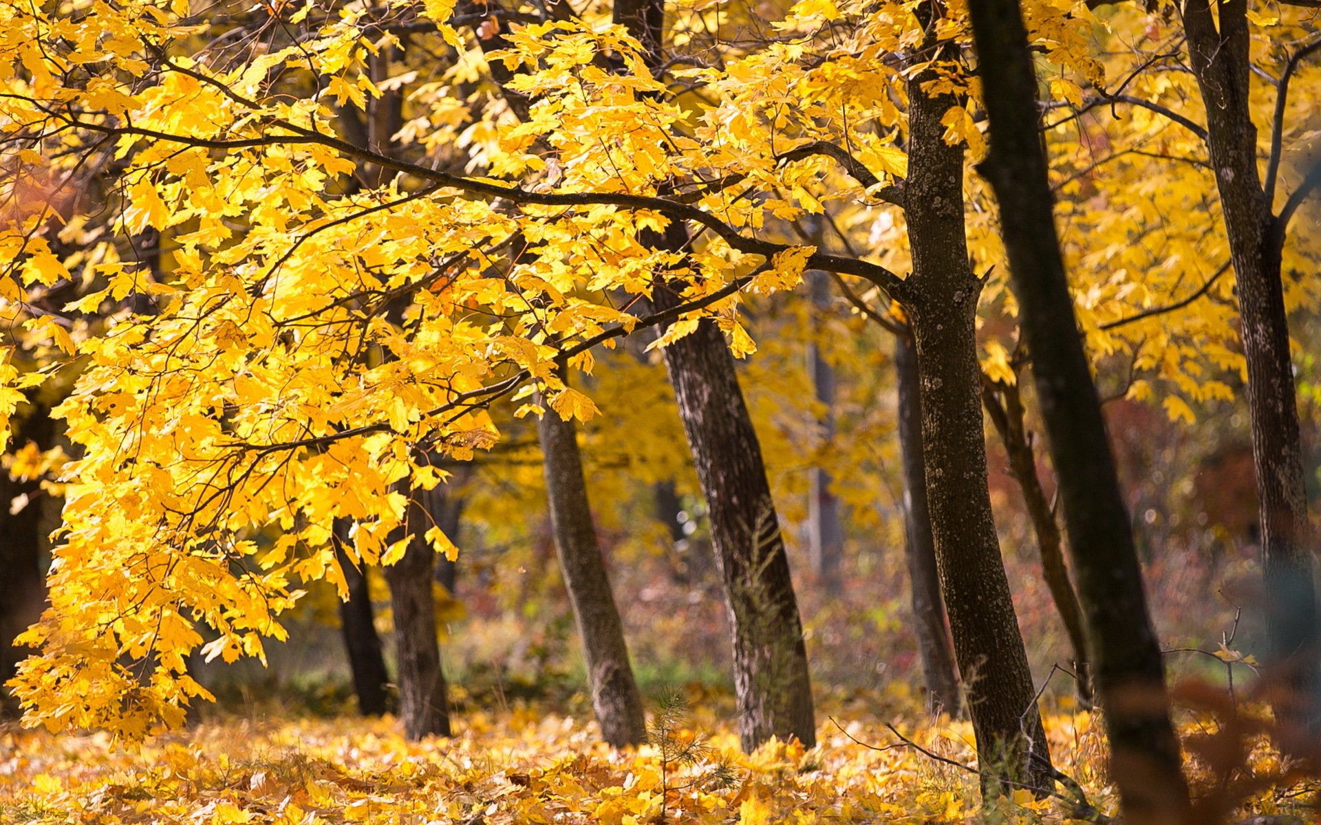 Handy-Wallpaper Natur, Herbst, Baum, Erde/natur kostenlos herunterladen.