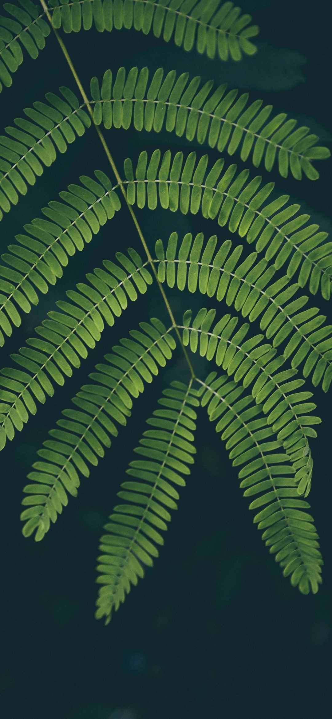 Download mobile wallpaper Nature, Fern, Leaf, Earth for free.