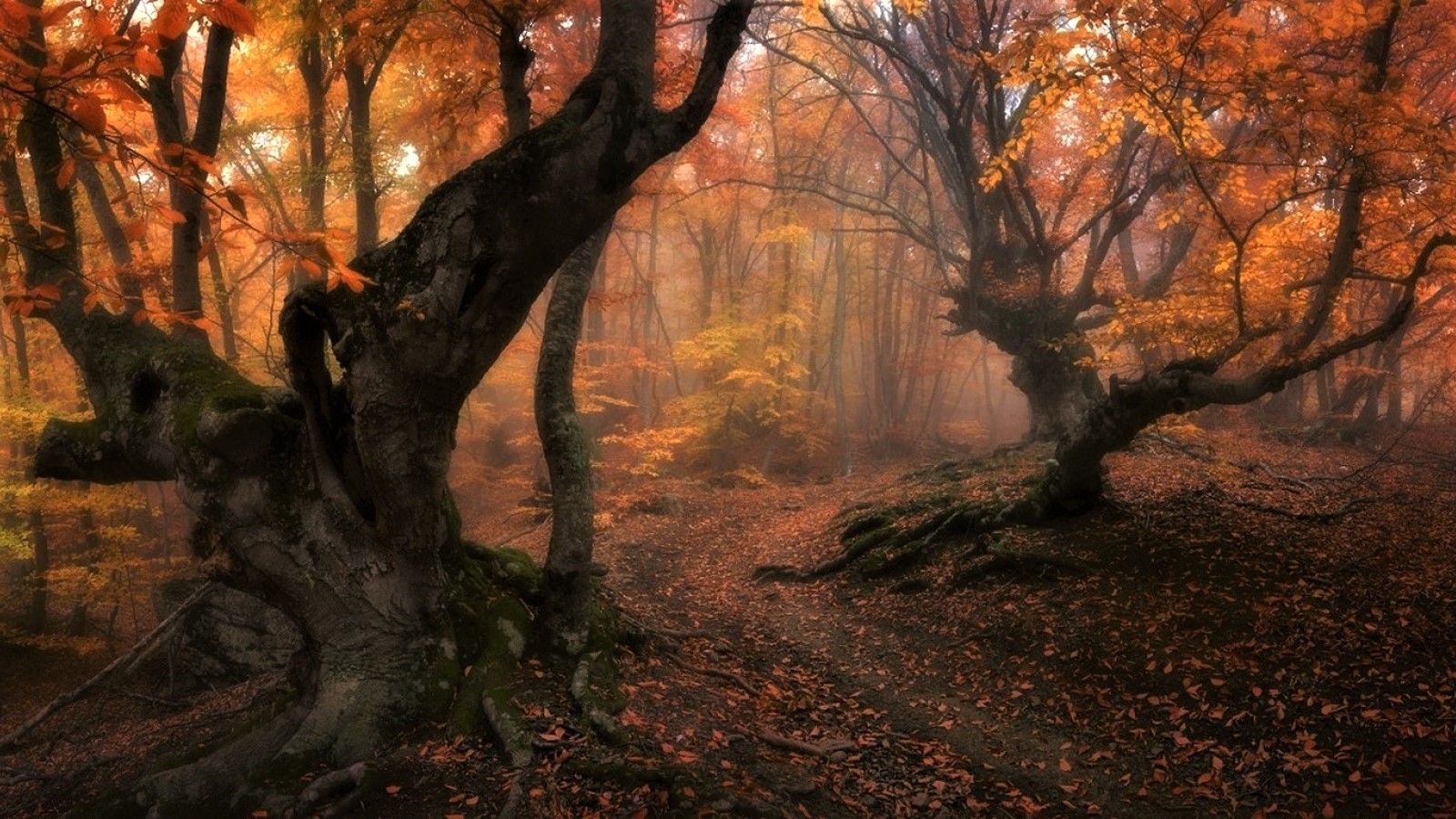 Download mobile wallpaper Forest, Tree, Fog, Fall, Earth for free.