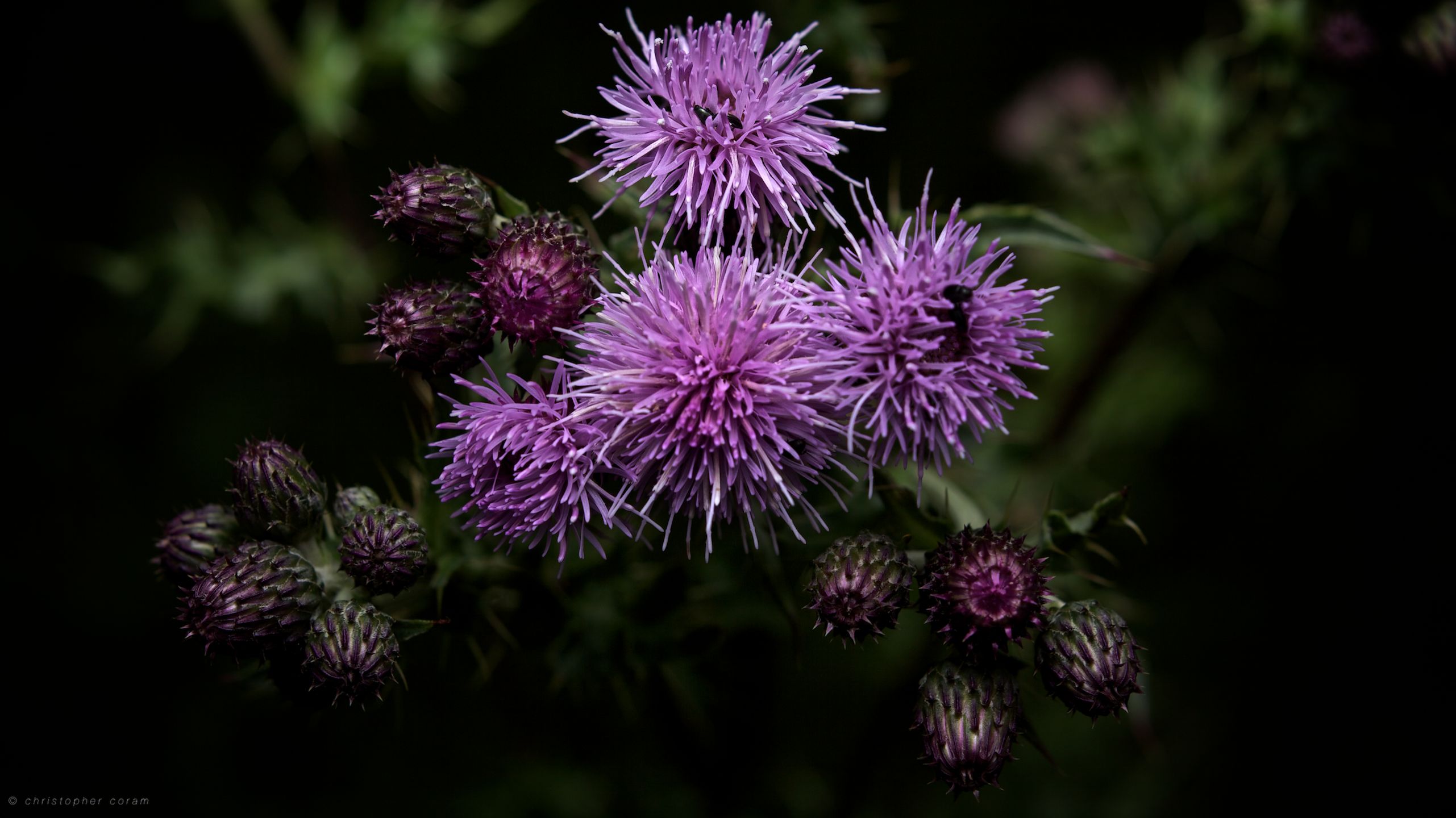 Download mobile wallpaper Purple, Flowers, Flower, Earth for free.