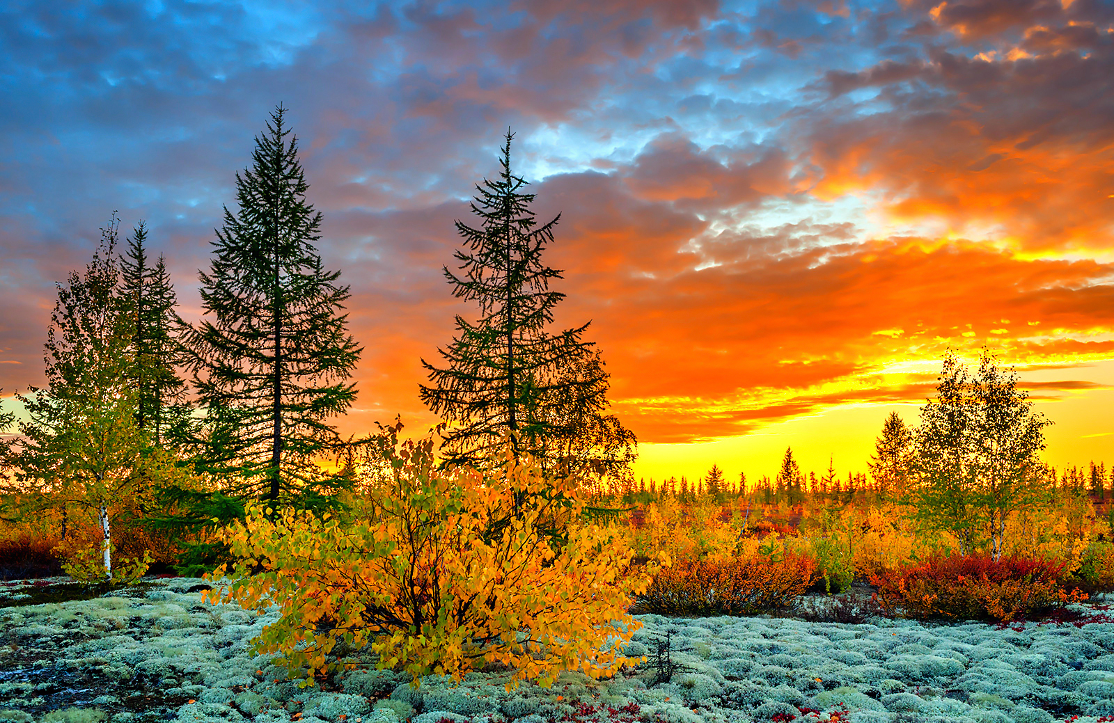 Download mobile wallpaper Landscape, Trees, Sunset, Sky, Forest, Tree, Earth, Orange (Color) for free.