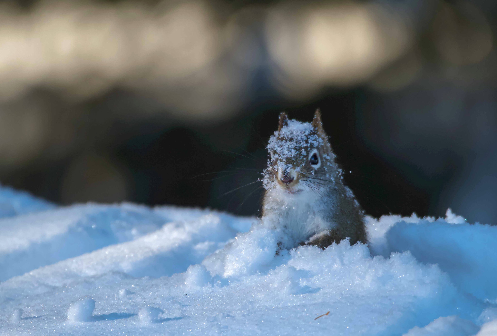 Free download wallpaper Winter, Squirrel, Snow, Muzzle, Animal, Rodent on your PC desktop