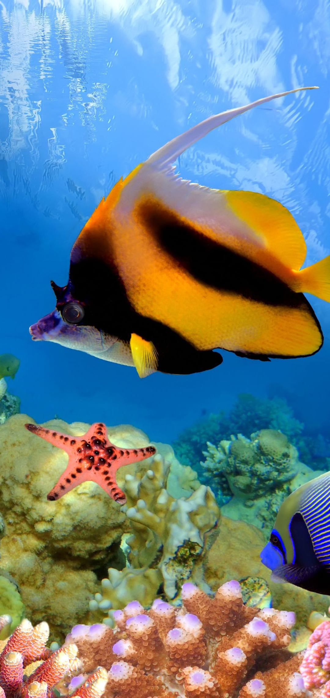 1164340 Hintergrundbild herunterladen tiere, fisch, farben, koralle, great barrier reef, unterwasser, fische - Bildschirmschoner und Bilder kostenlos