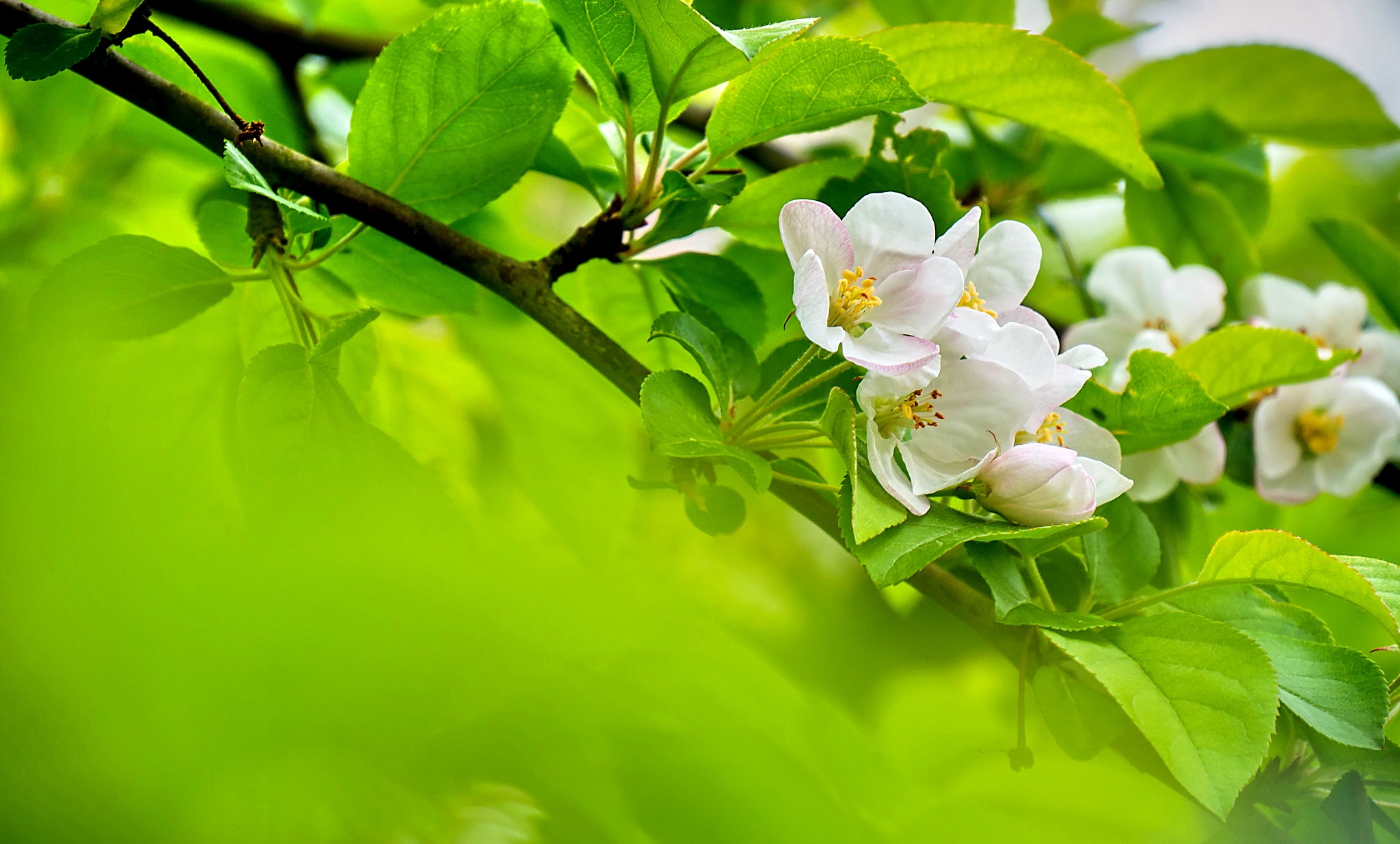 Скачати мобільні шпалери Квітка, Цвітіння, Земля, Біла Квітка, Відділення, Флауерзи безкоштовно.