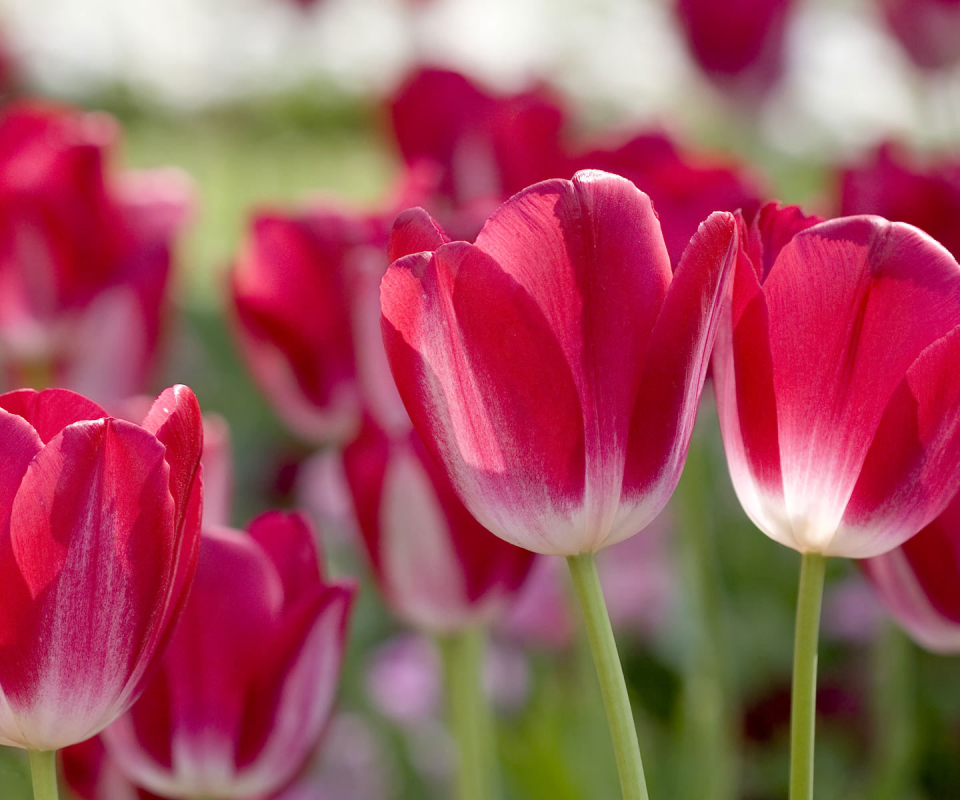 Handy-Wallpaper Blumen, Tulpe, Erde/natur kostenlos herunterladen.