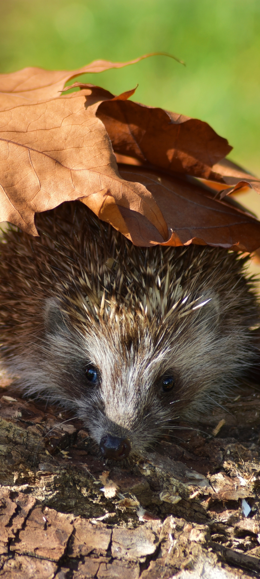 Handy-Wallpaper Tiere, Igel kostenlos herunterladen.