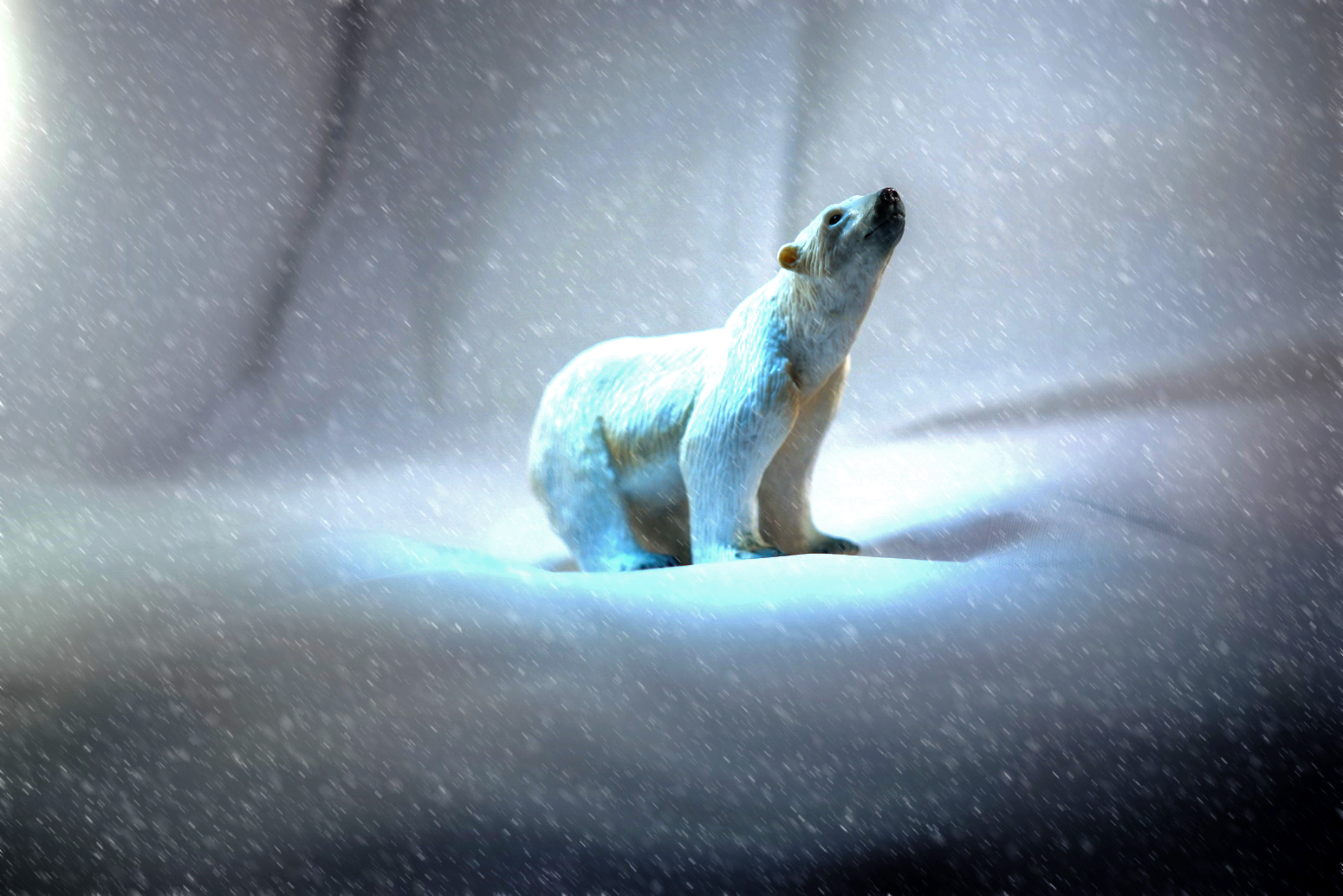 Free download wallpaper Snow, Bears, Bear, Animal, Arctic, Polar Bear on your PC desktop