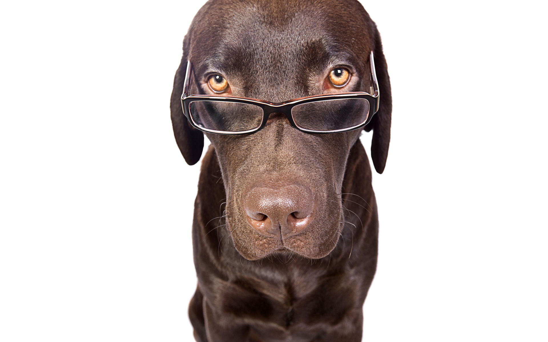 Laden Sie das Humor, Tiere, Hund, Süß, Komisch, Brille-Bild kostenlos auf Ihren PC-Desktop herunter