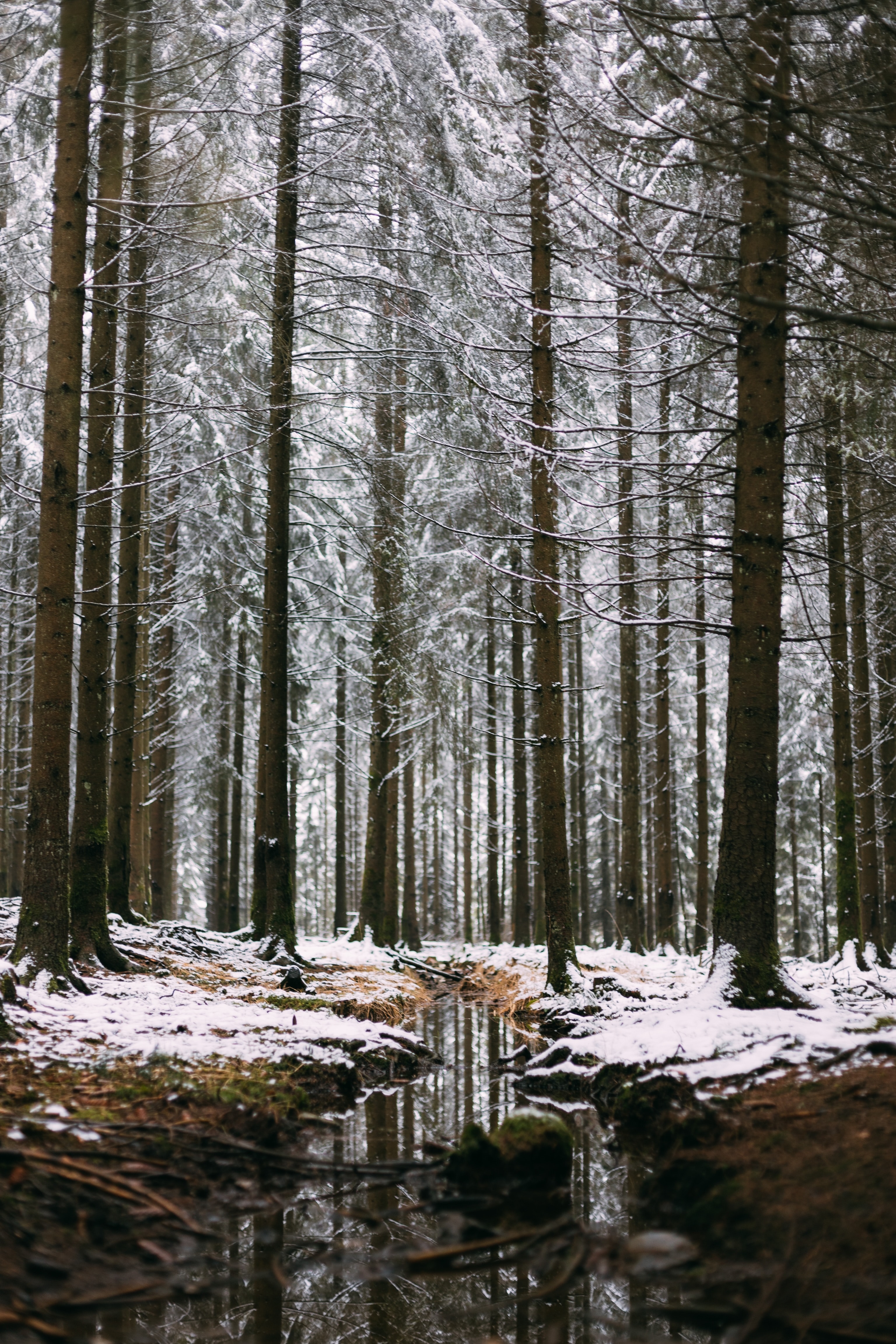 winter, nature, trees, pine, snow, forest, creek, brook Full HD