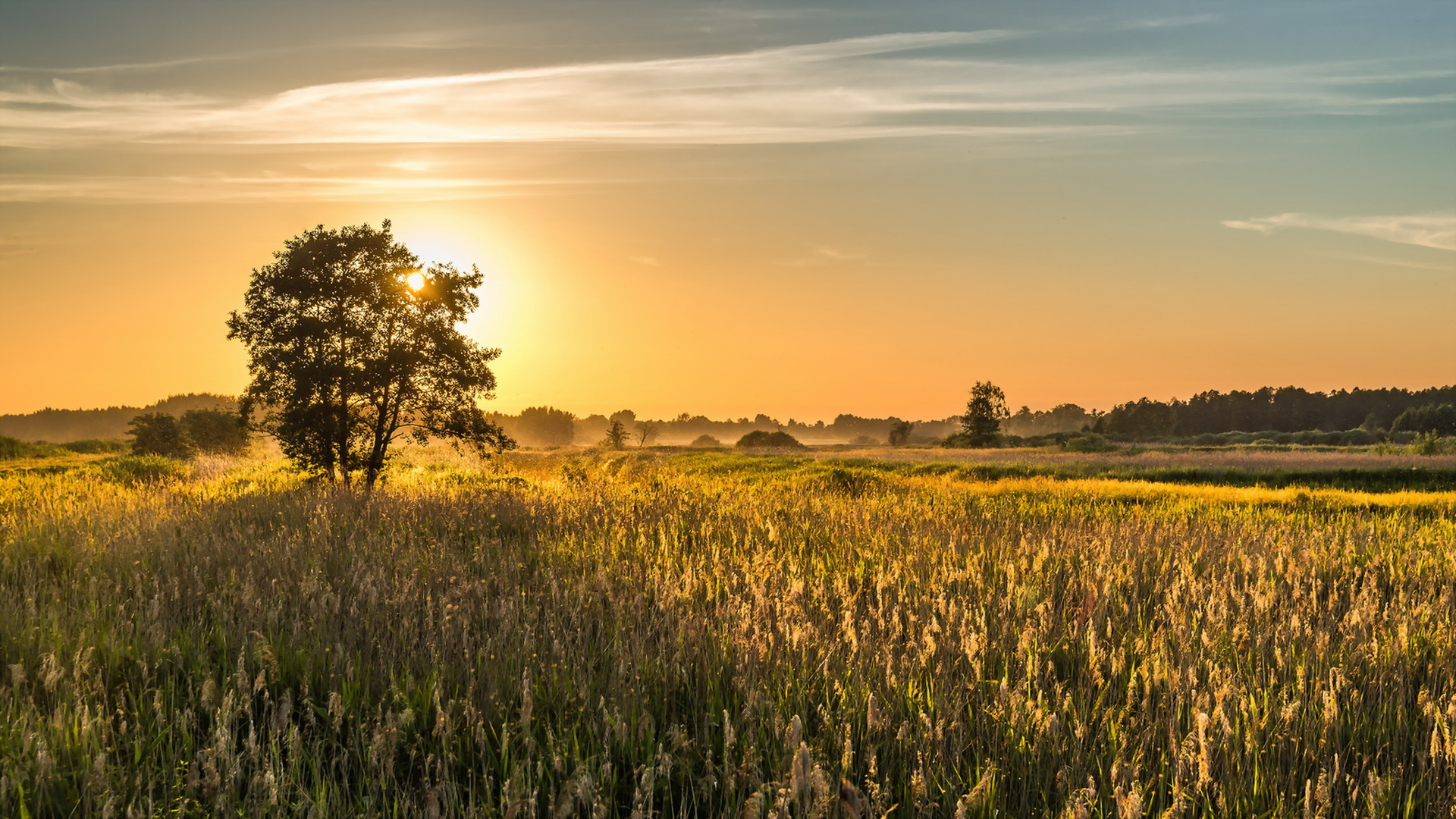 Download mobile wallpaper Landscape, Nature, Plant, Sunrise, Earth, Field for free.