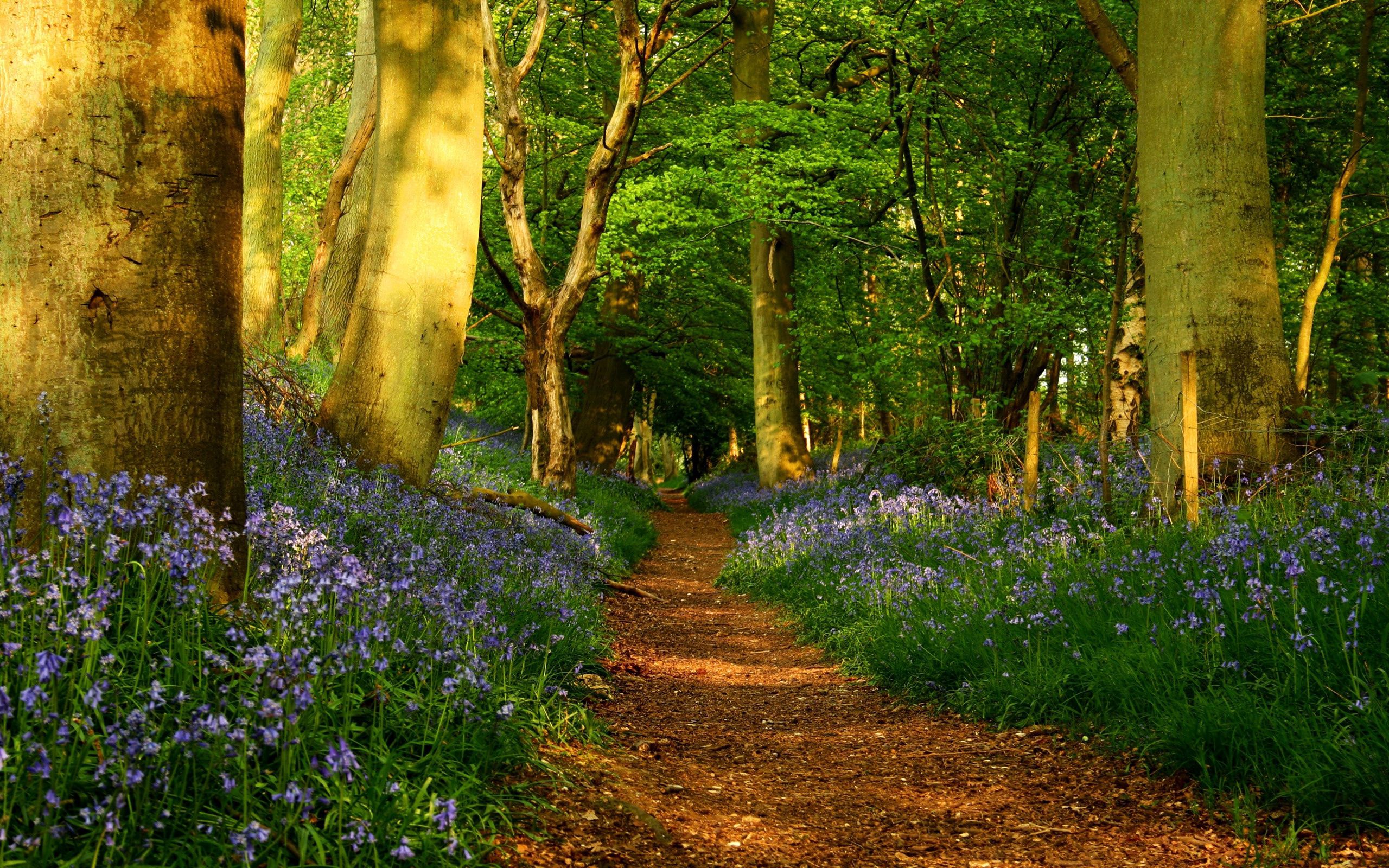 flowers, alley, landscape, nature, trees, forest, path, trail