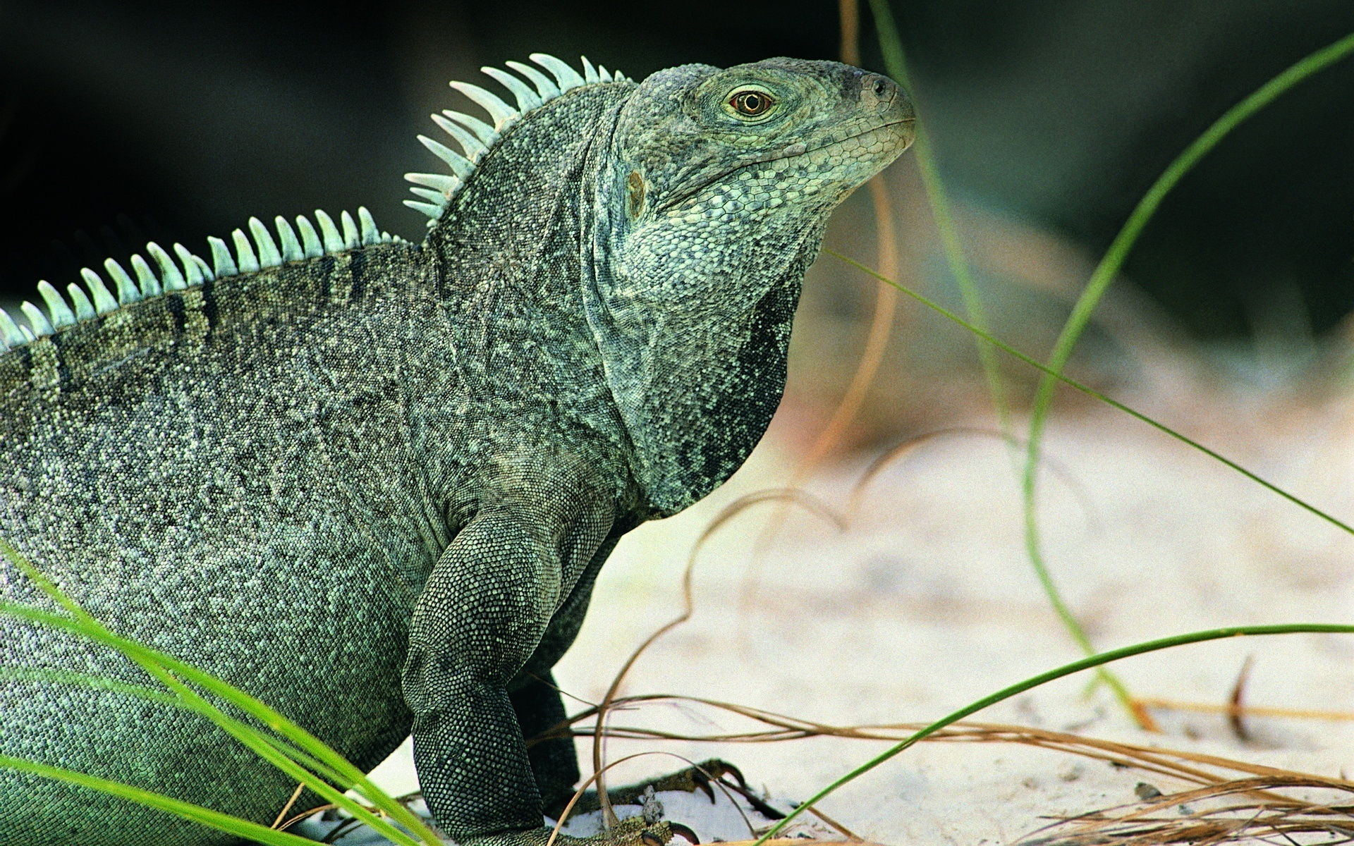 Descarga gratis la imagen Iguana, Reptiles, Animales en el escritorio de tu PC