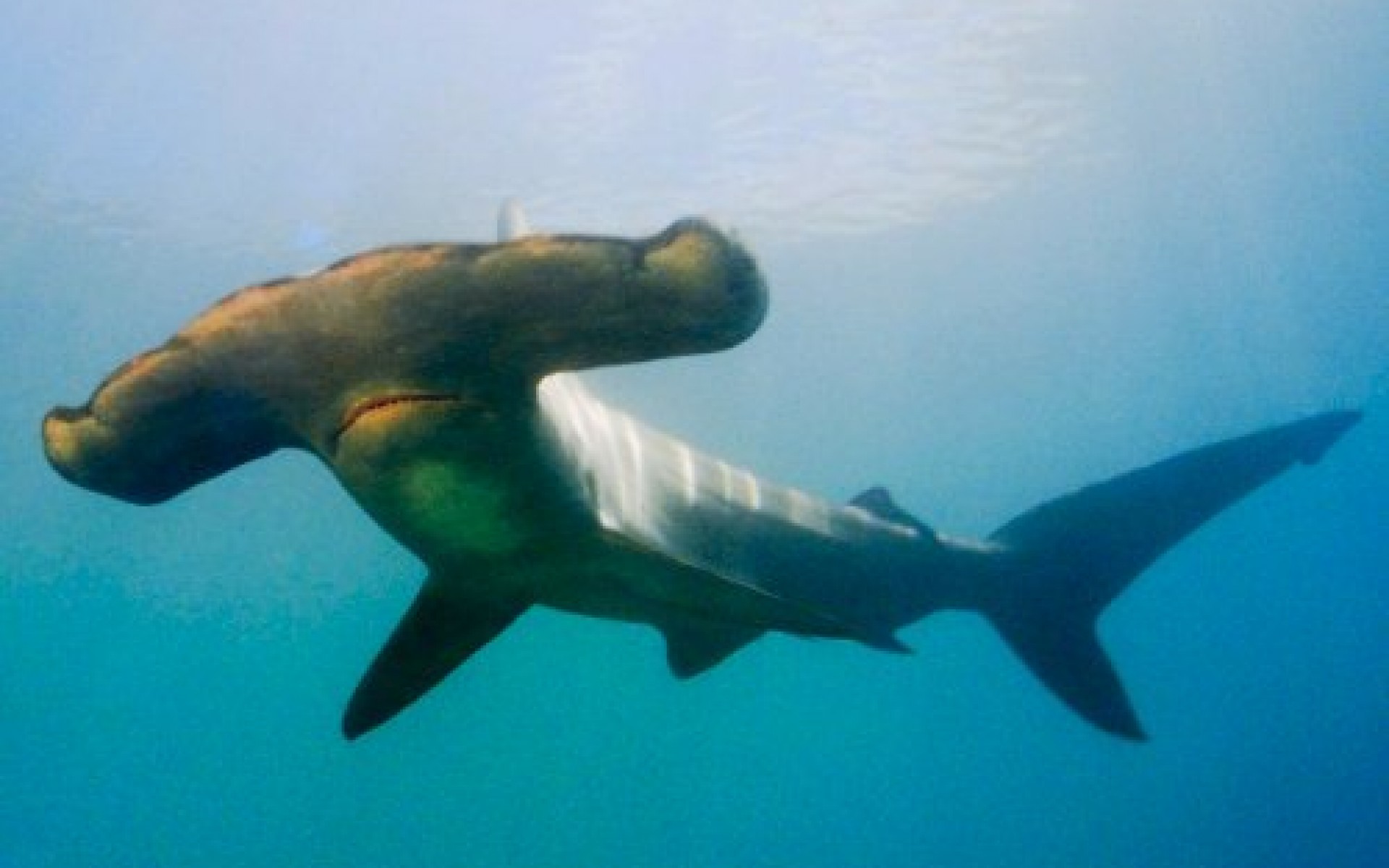 340096 baixar imagens animais, tubarão martelo - papéis de parede e protetores de tela gratuitamente