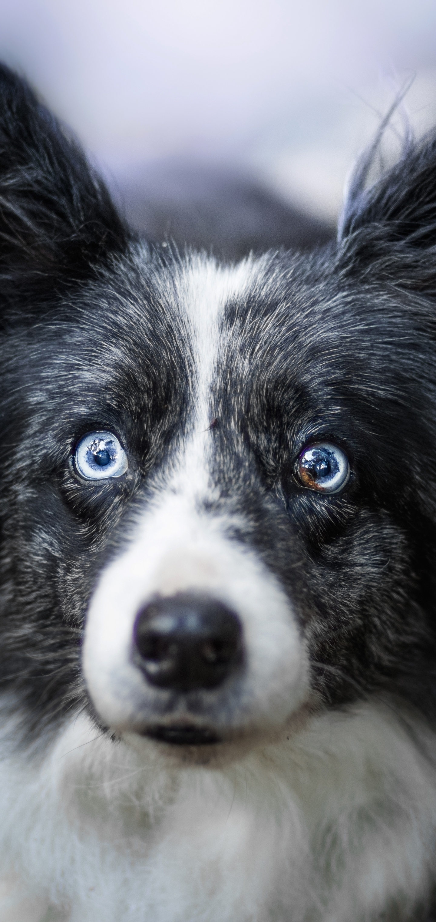 Download mobile wallpaper Dogs, Dog, Muzzle, Animal, Border Collie, Stare for free.