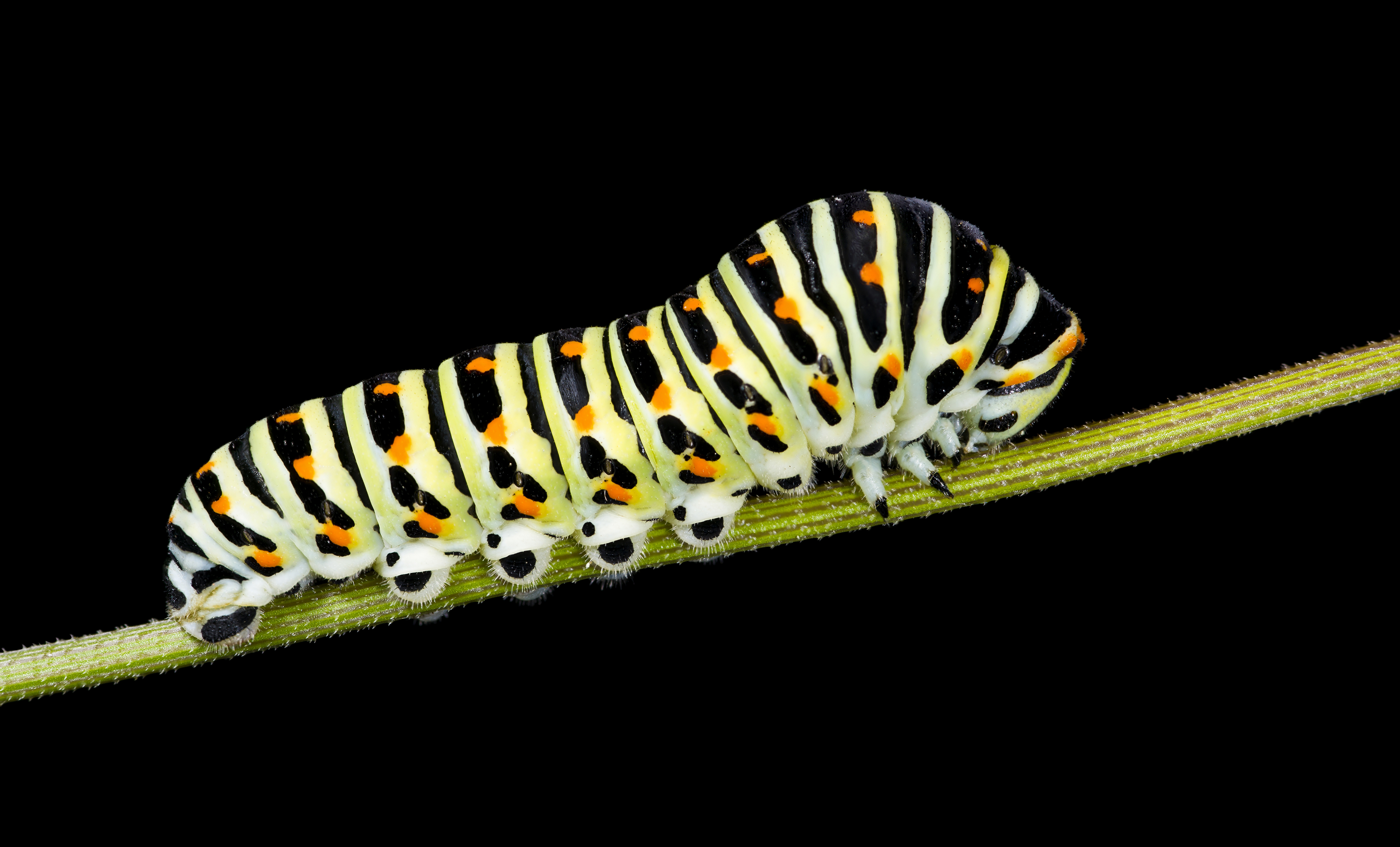 Download mobile wallpaper Animal, Caterpillar, Old World Swallowtail Caterpillar for free.