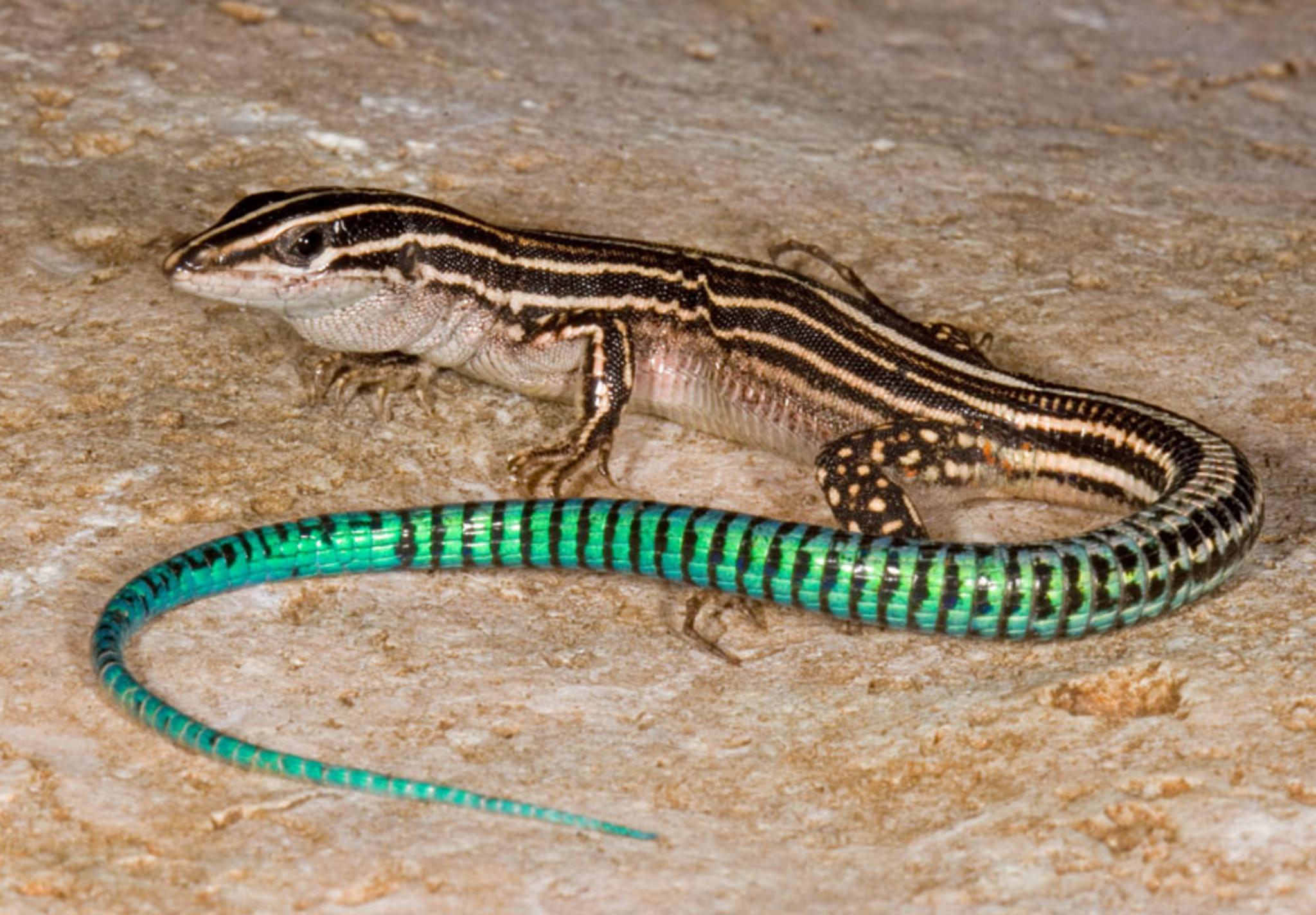 Free download wallpaper Animal, Lizard, Reptiles on your PC desktop