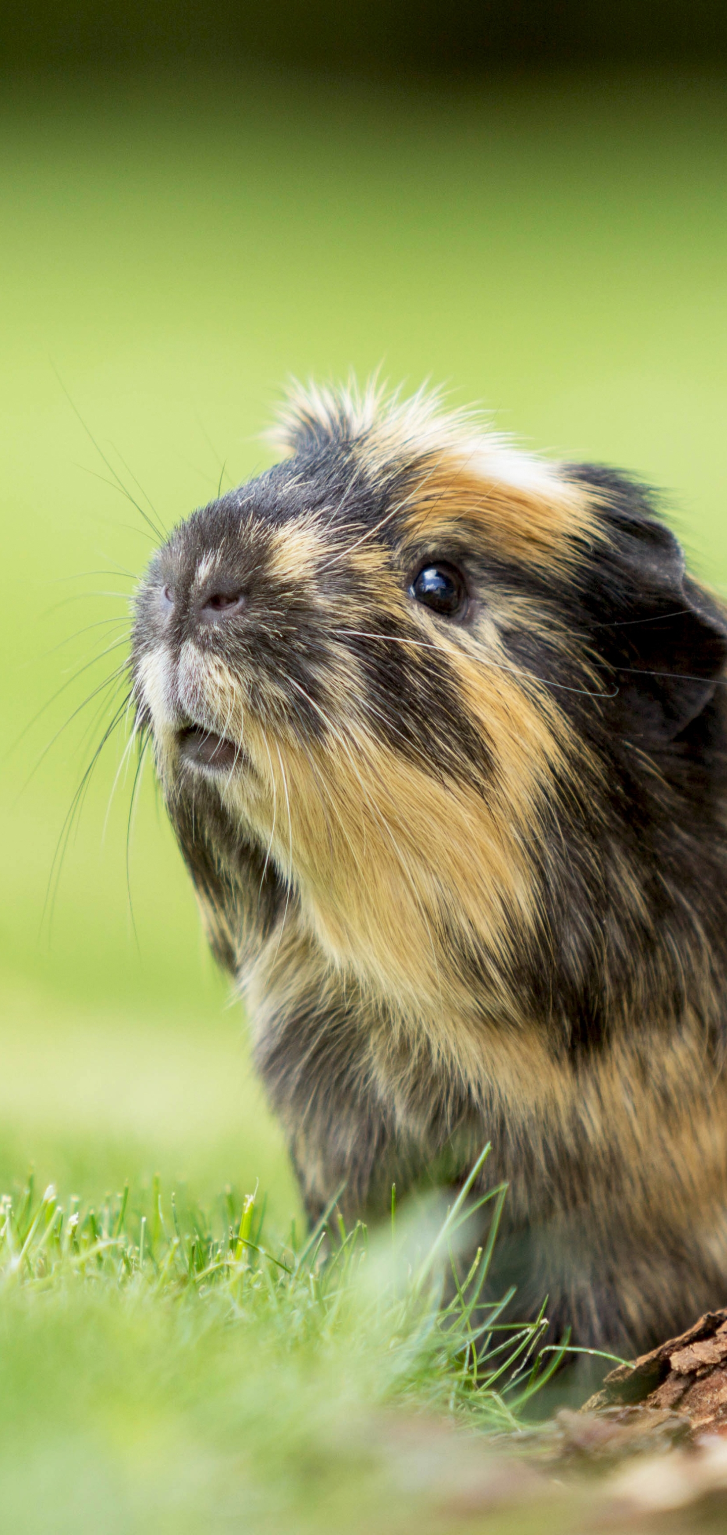 Téléchargez des papiers peints mobile Animaux, Rongeur, Cochon D'inde gratuitement.