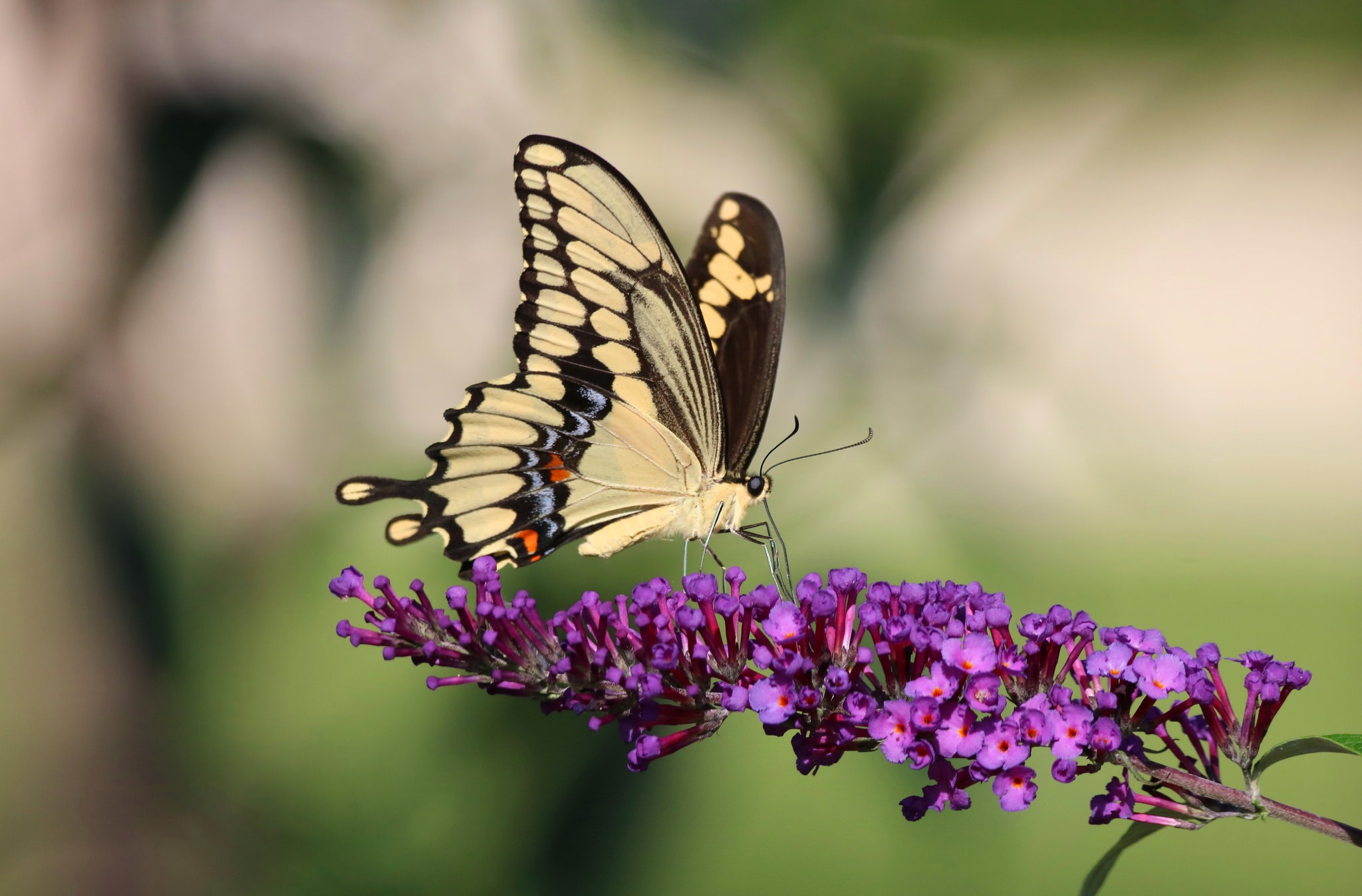 Download mobile wallpaper Insects, Flower, Macro, Butterfly, Animal, Purple Flower, Swallowtail Butterfly for free.
