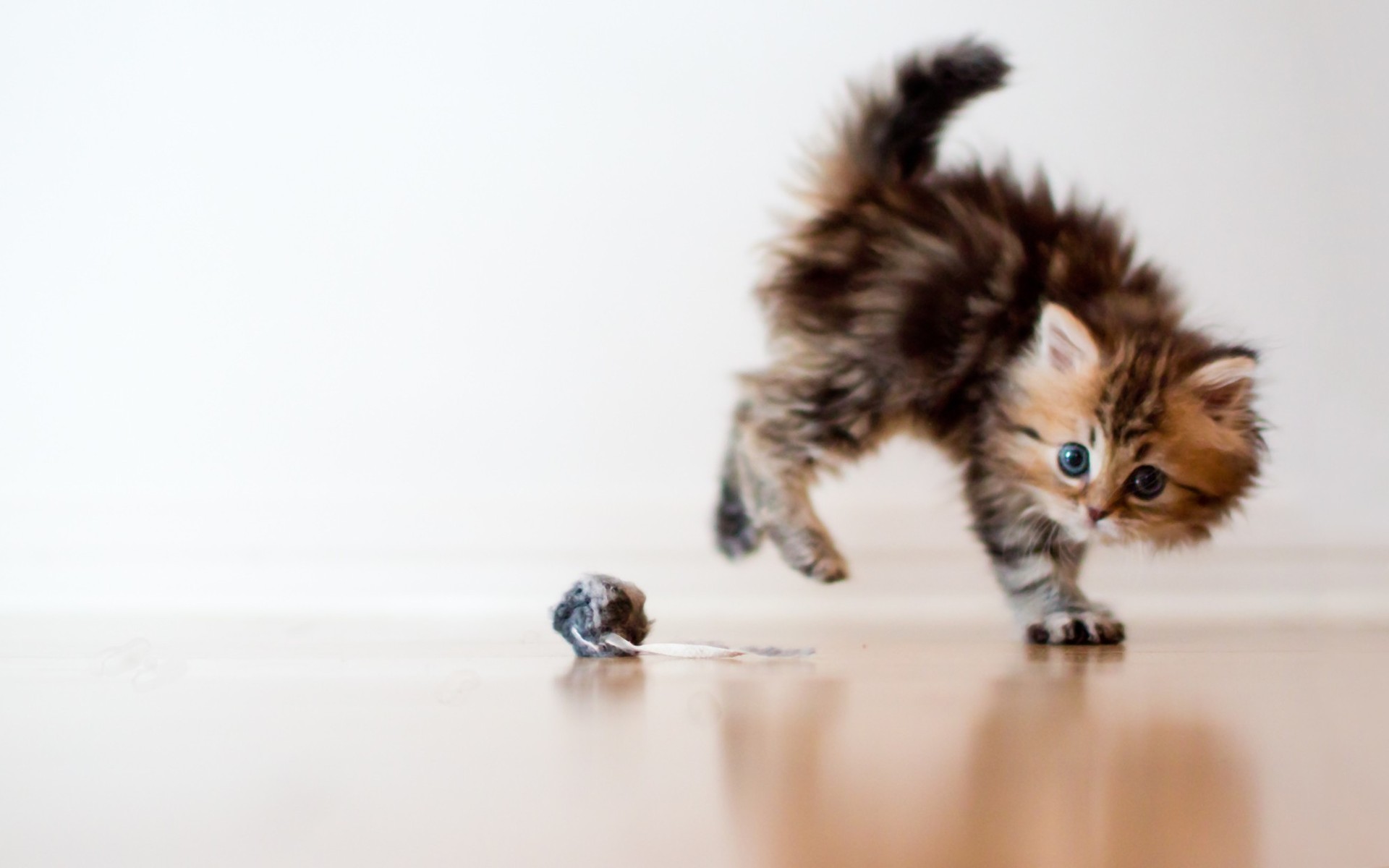 Baixe gratuitamente a imagem Animais, Gatos, Gato na área de trabalho do seu PC