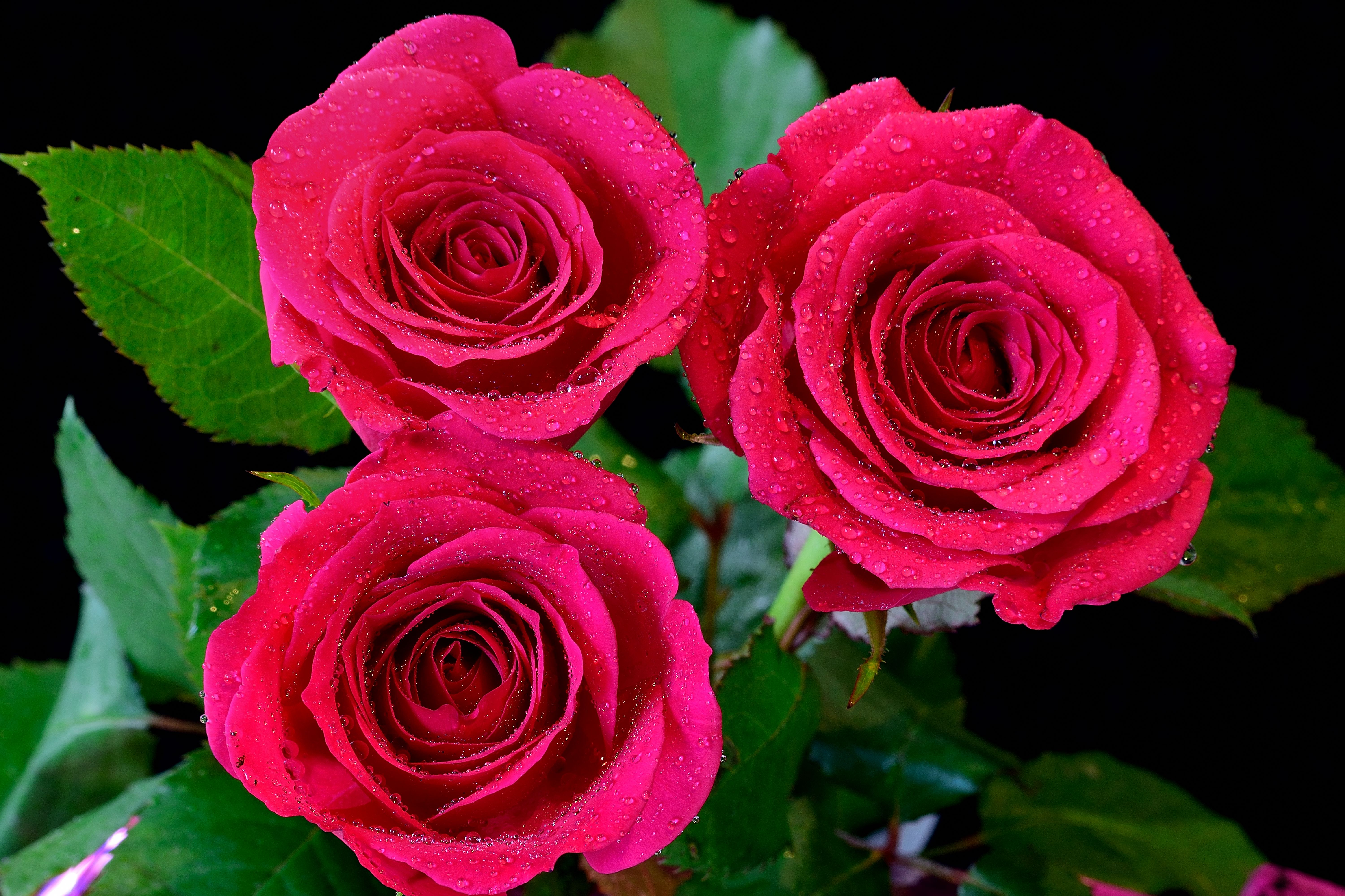 Скачать обои бесплатно Капли, Цветок, Роза, Земля/природа, Розовый Цветок, Розовая Роза, Флауэрсы картинка на рабочий стол ПК