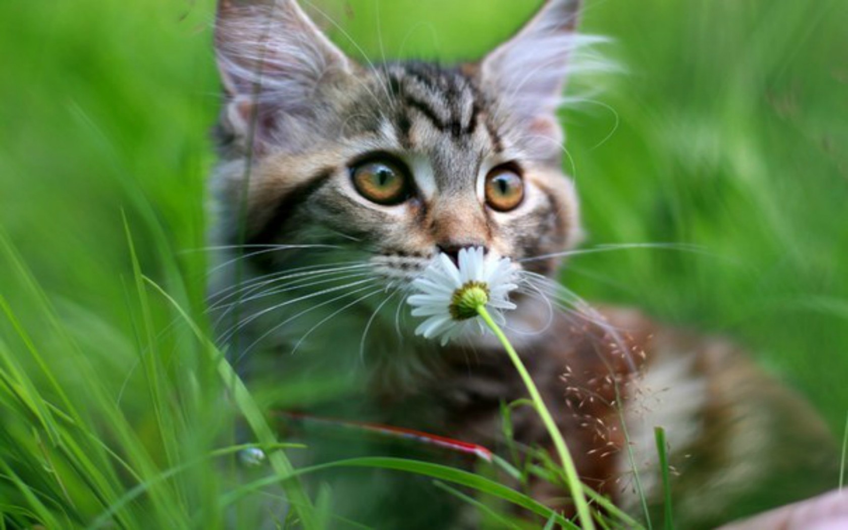 Handy-Wallpaper Tiere, Katze kostenlos herunterladen.