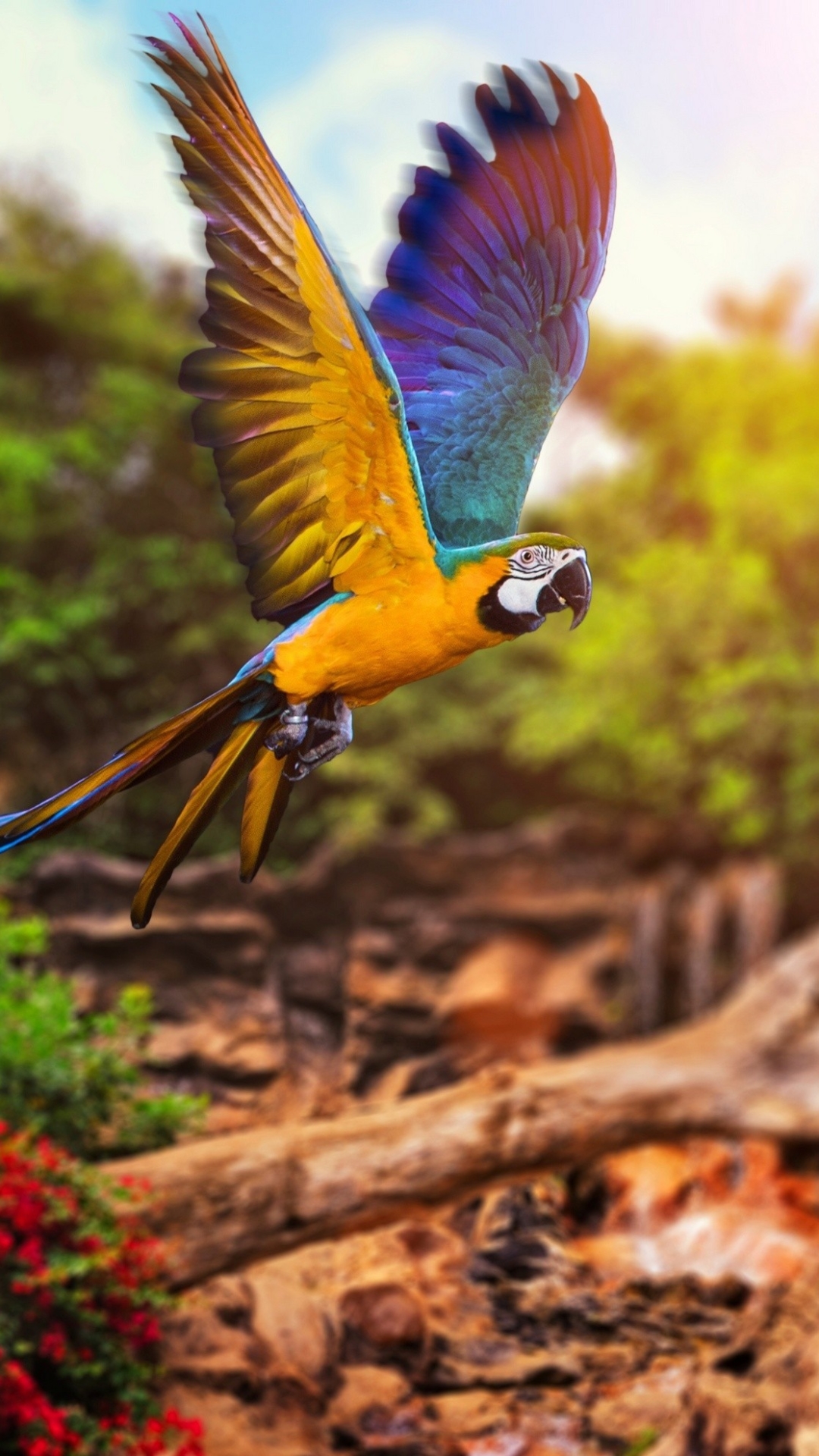 Download mobile wallpaper Birds, Flight, Animal, Macaw, Parrot, Blue And Yellow Macaw for free.