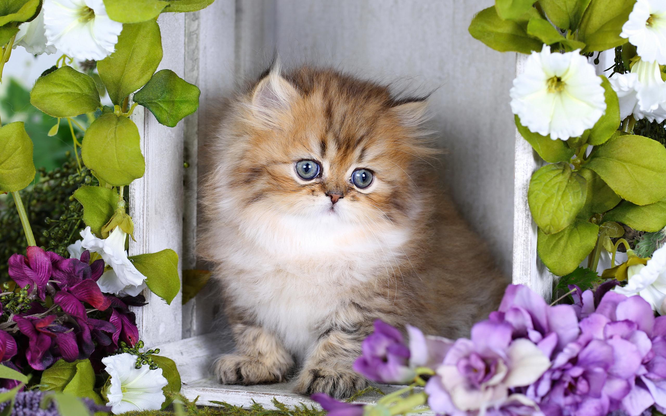 PCデスクトップに動物, 花, ネコ, 子猫画像を無料でダウンロード