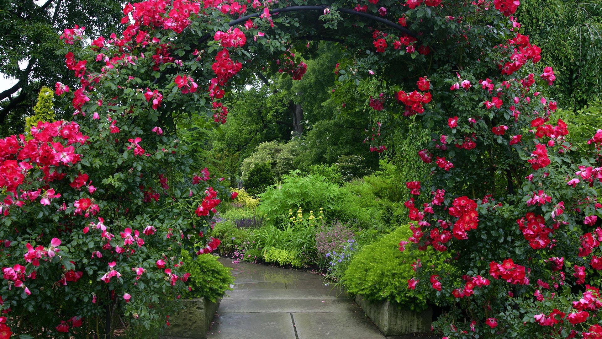 Download mobile wallpaper Rose, Garden, Arch, Man Made for free.