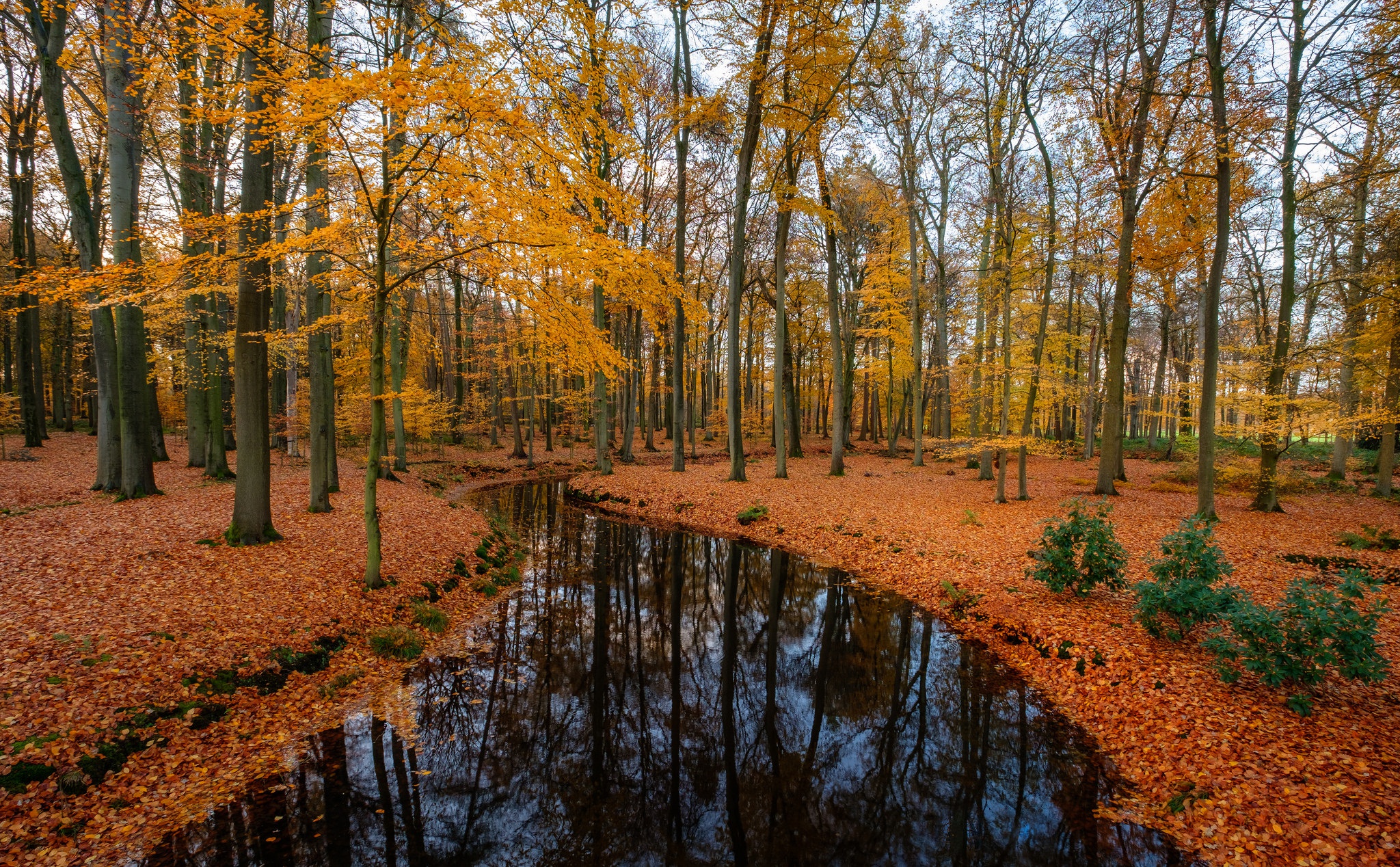 Handy-Wallpaper Natur, Herbst, Wald, Baum, Fluss, Erde/natur, Spiegelung kostenlos herunterladen.