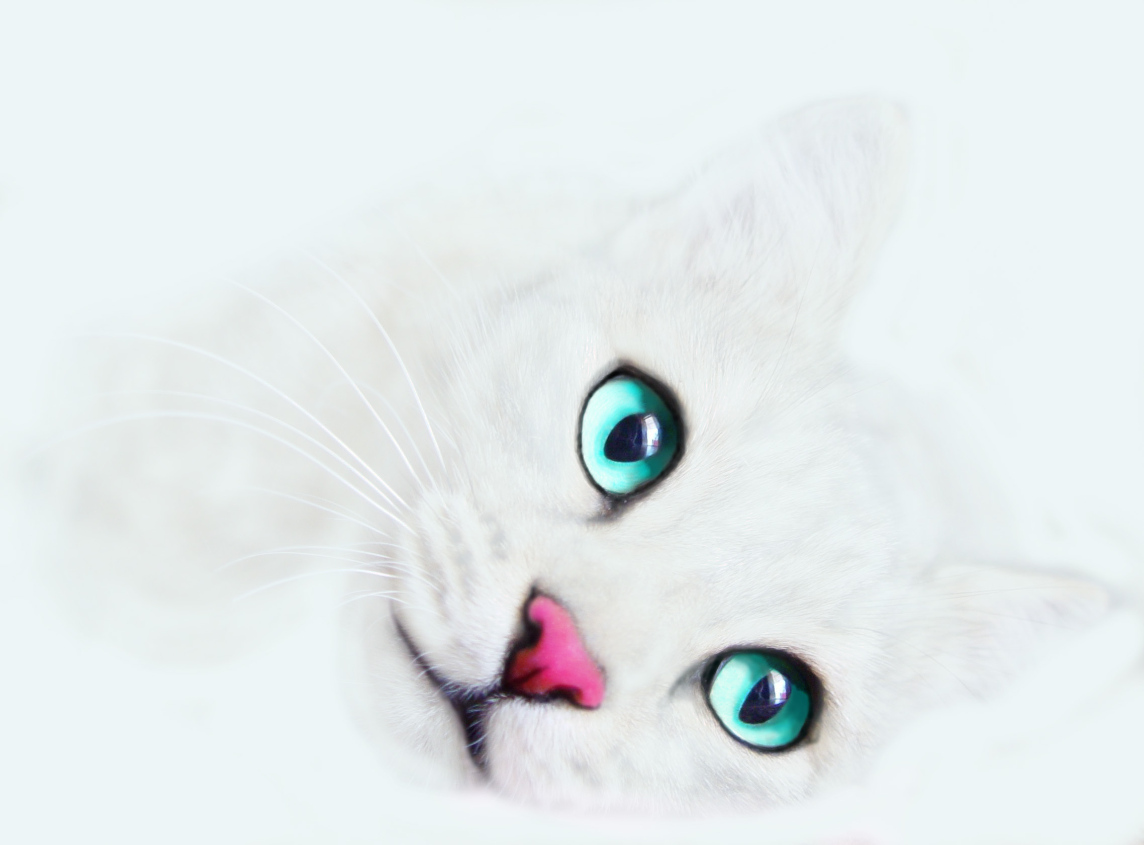 Free download wallpaper Cat, Cats, Animal on your PC desktop